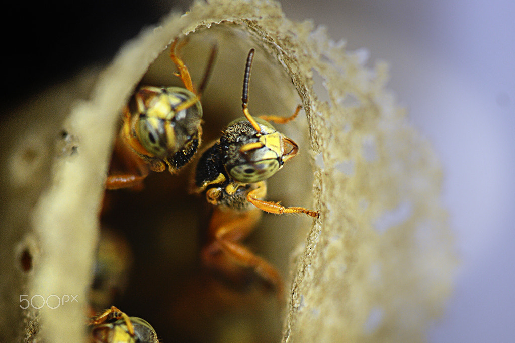 Sigma 150mm F2.8 EX DG Macro HSM sample photo. Abelhas jatai - team work photography