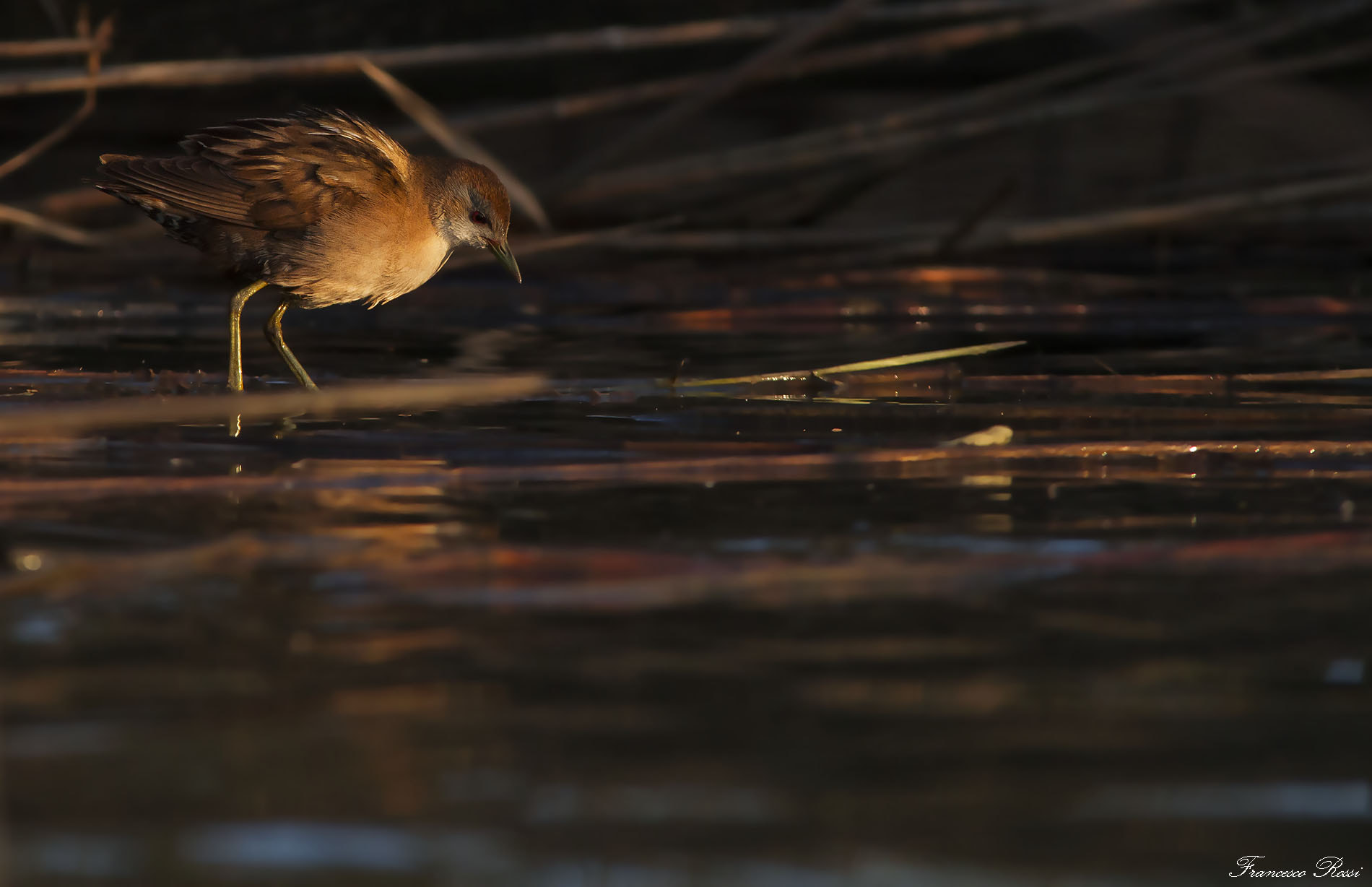 Canon EOS 7D + Sigma 150-500mm F5-6.3 DG OS HSM sample photo. Little crake, schiribilla  photography