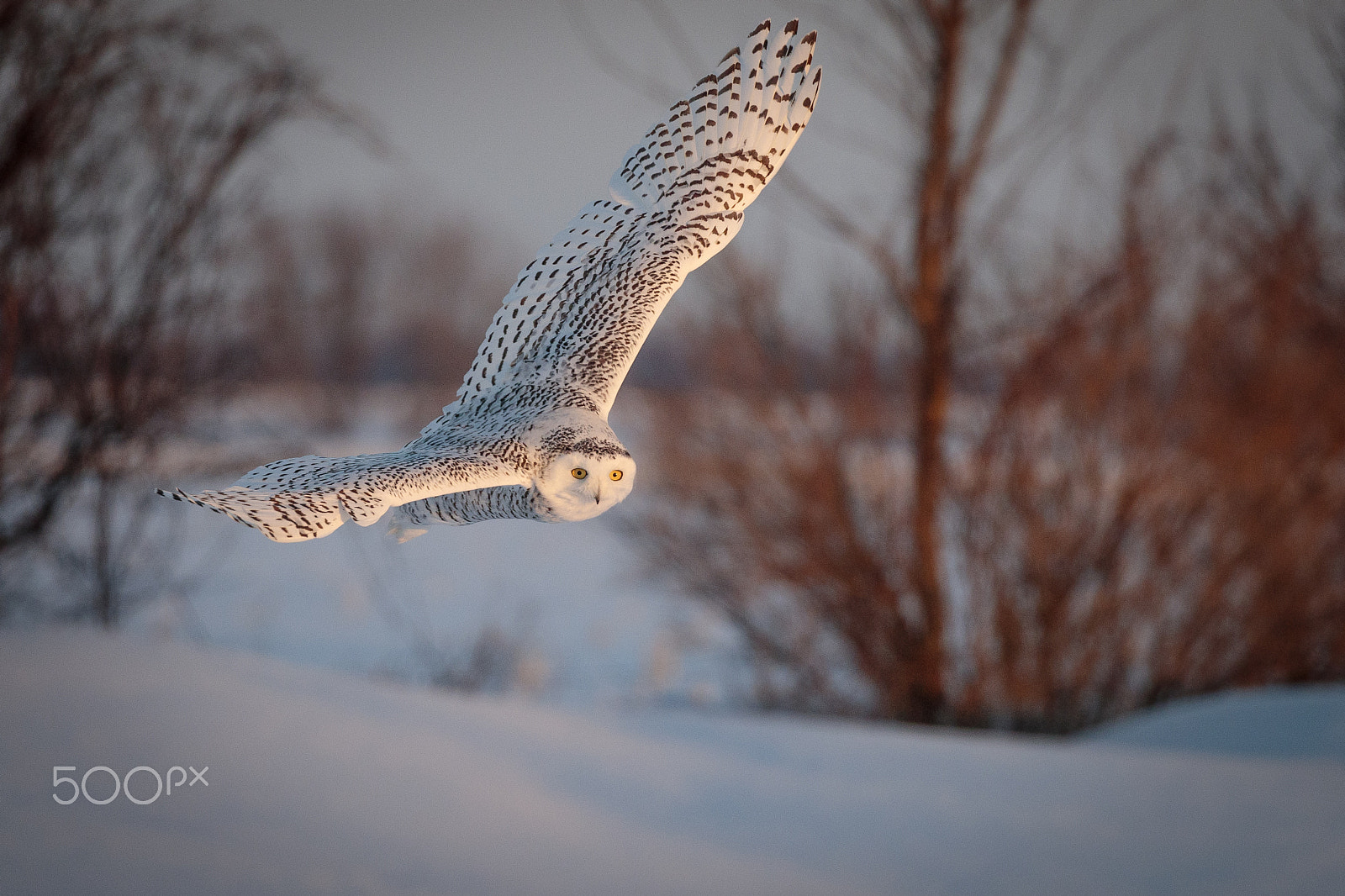 Canon EOS-1D X Mark II sample photo. Snowy sunset photography
