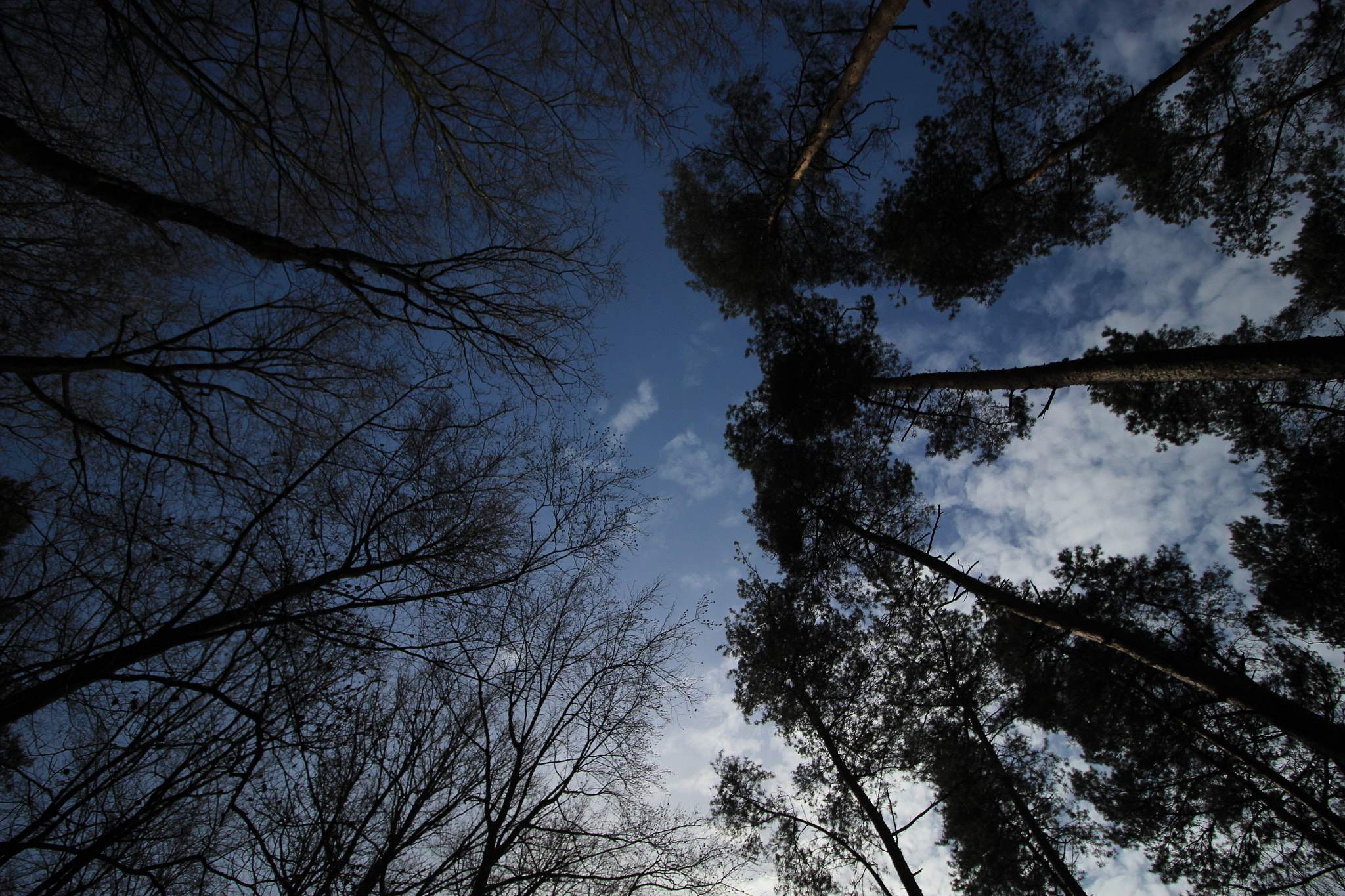 Canon EOS 1200D (EOS Rebel T5 / EOS Kiss X70 / EOS Hi) sample photo. Tree mix winter photography