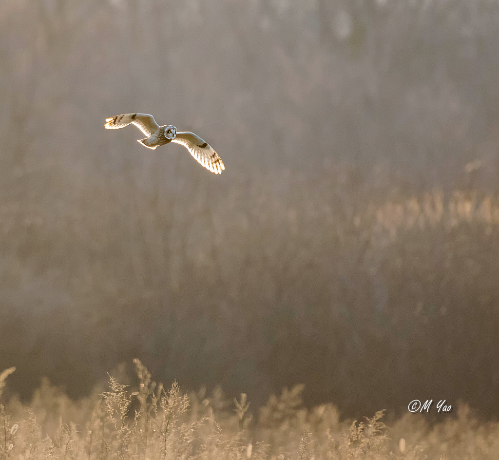 150-600mm F5-6.3 DG OS HSM | Sports 014 sample photo. On a mission photography