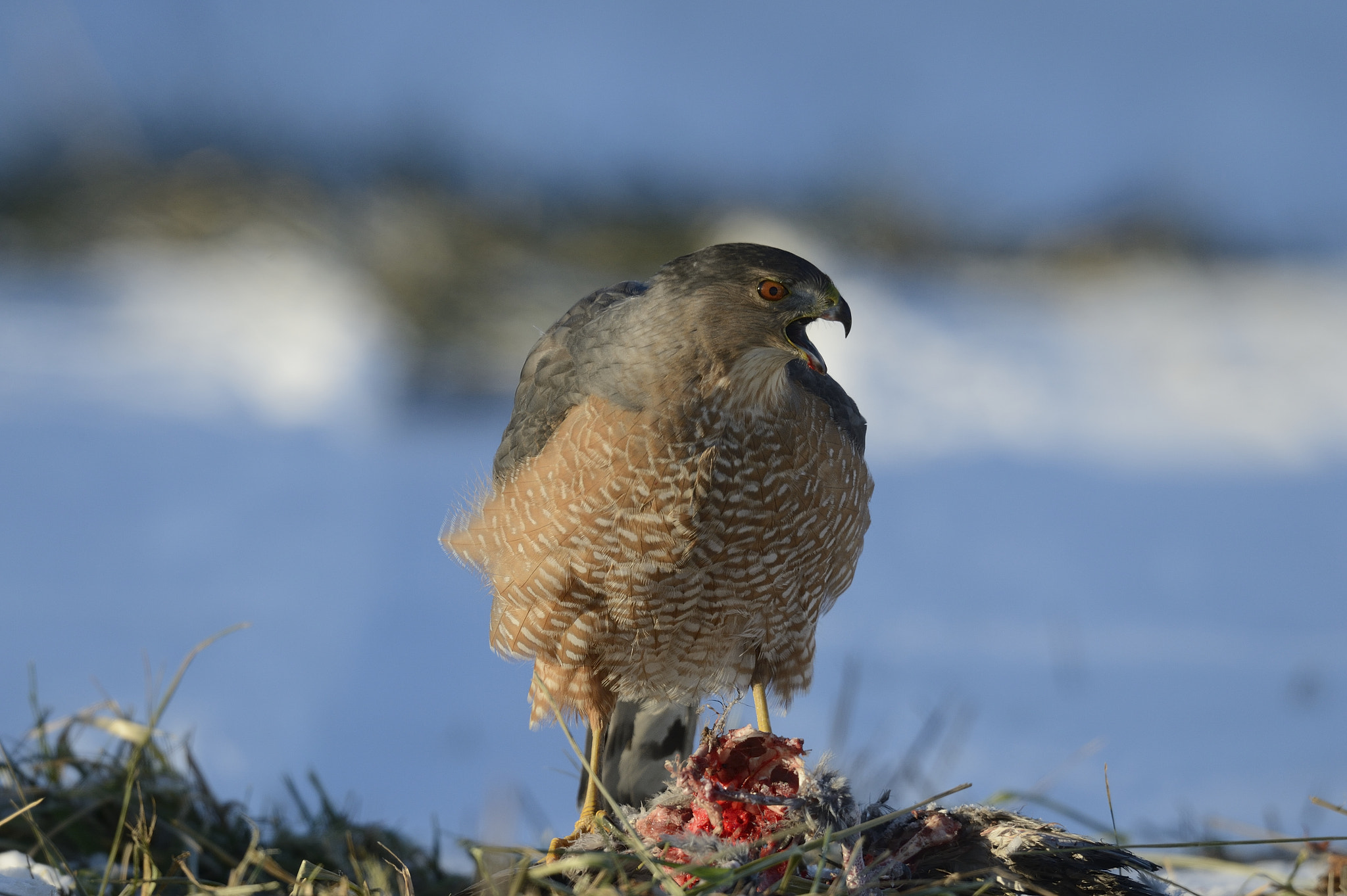 Nikon AF-S Nikkor 800mm F5.6E FL ED VR sample photo. Épervier de cooper-accipitercooperii-cooper's hawk photography