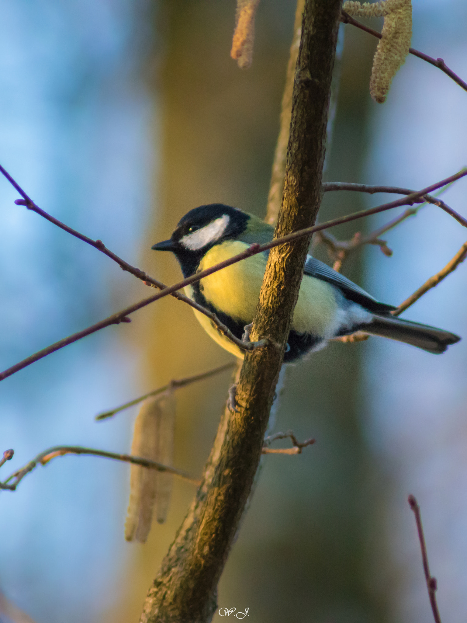 Sony 75-300mm F4.5-5.6 sample photo. Kohlmeise photography