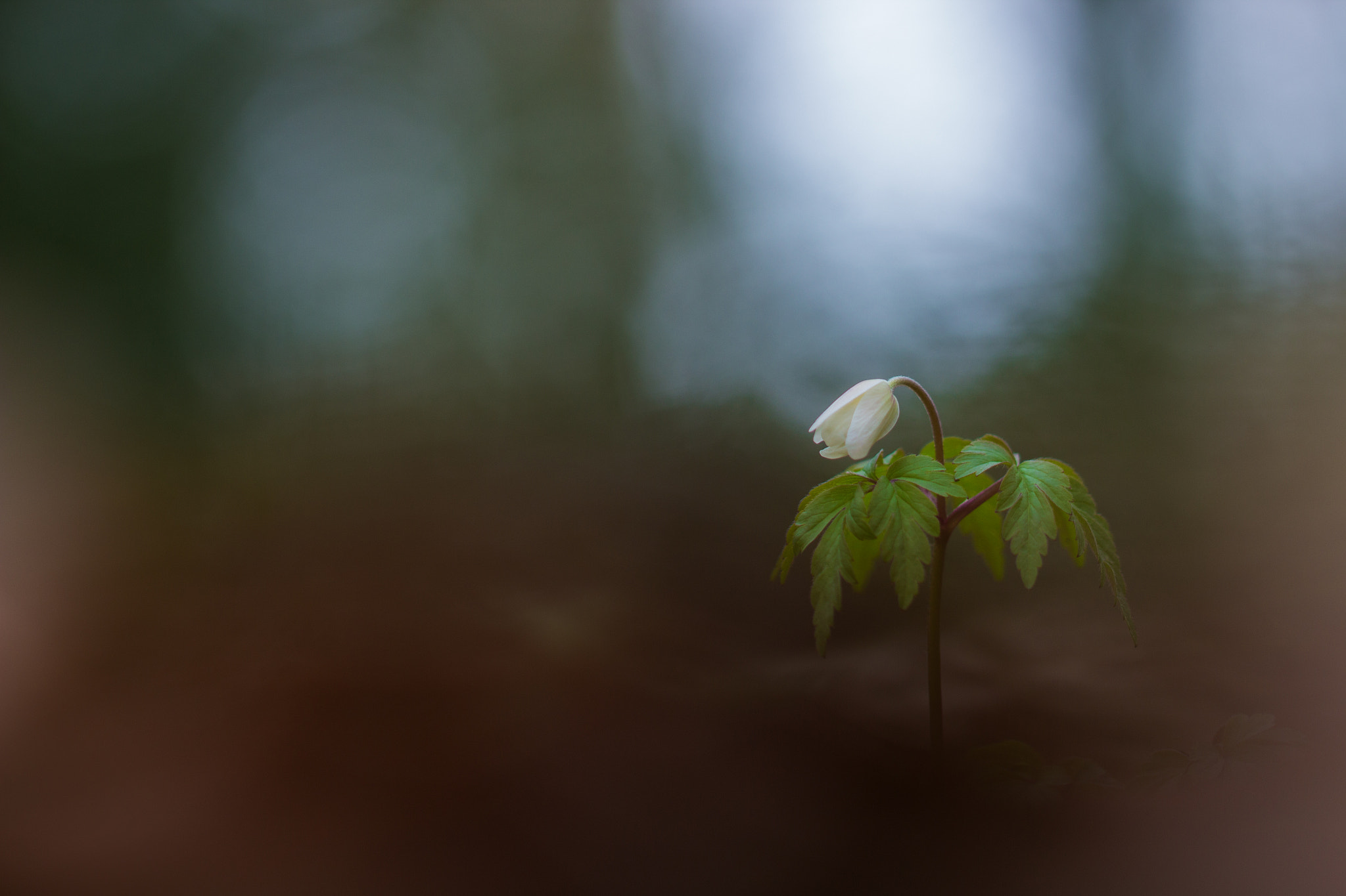 Canon EF 100mm F2.8L Macro IS USM sample photo. Anémone photography