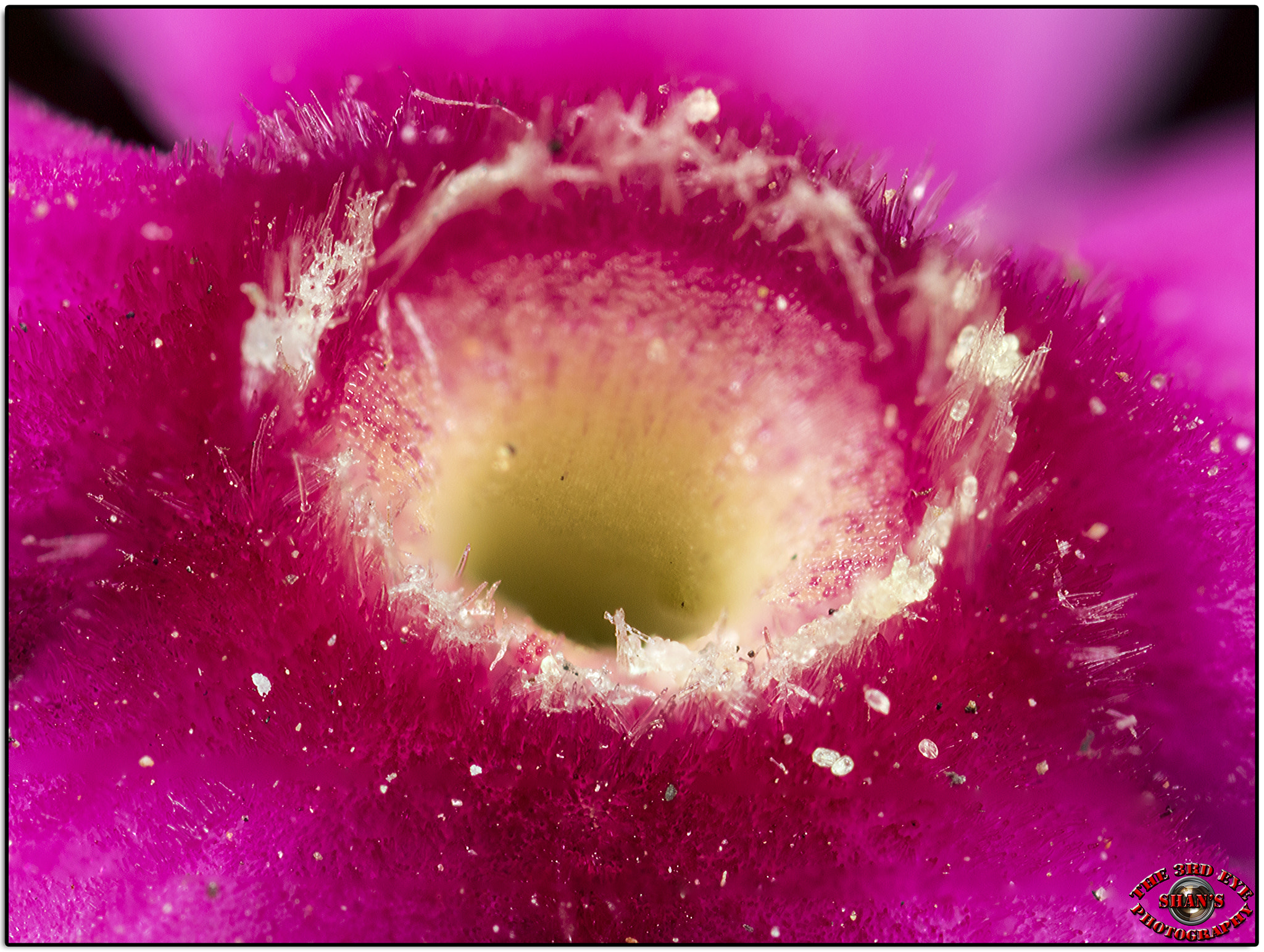 Canon MP-E 65mm F2.5 1-5x Macro Photo sample photo. Centre of rosy periwinkle photography