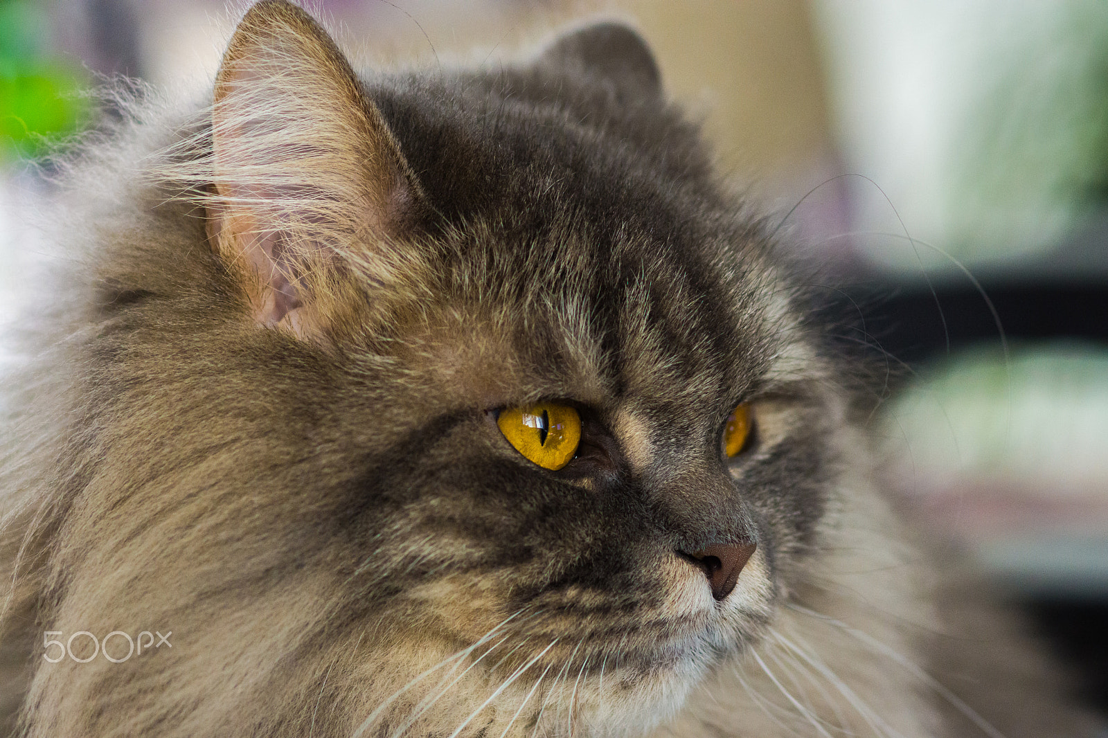 Sony SLT-A65 (SLT-A65V) + Sony 100mm F2.8 Macro sample photo. Cat's portrait photography