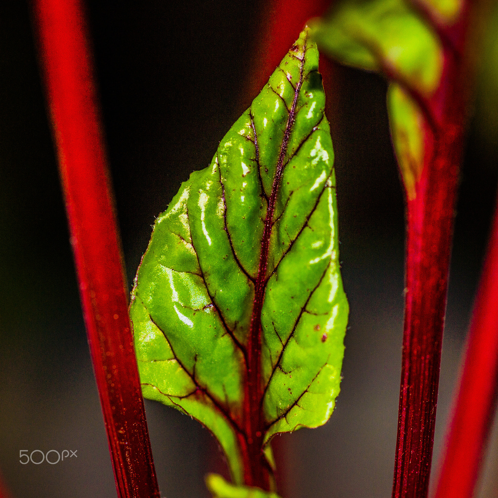 Sony SLT-A65 (SLT-A65V) sample photo. Beetroot leaf photography