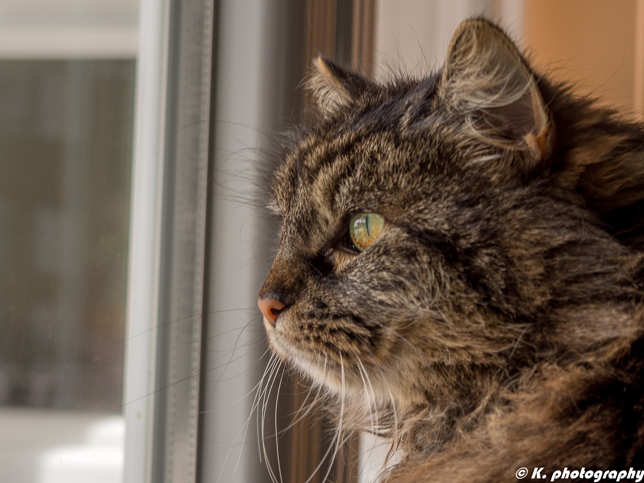 Olympus PEN E-P5 sample photo. Life photography
