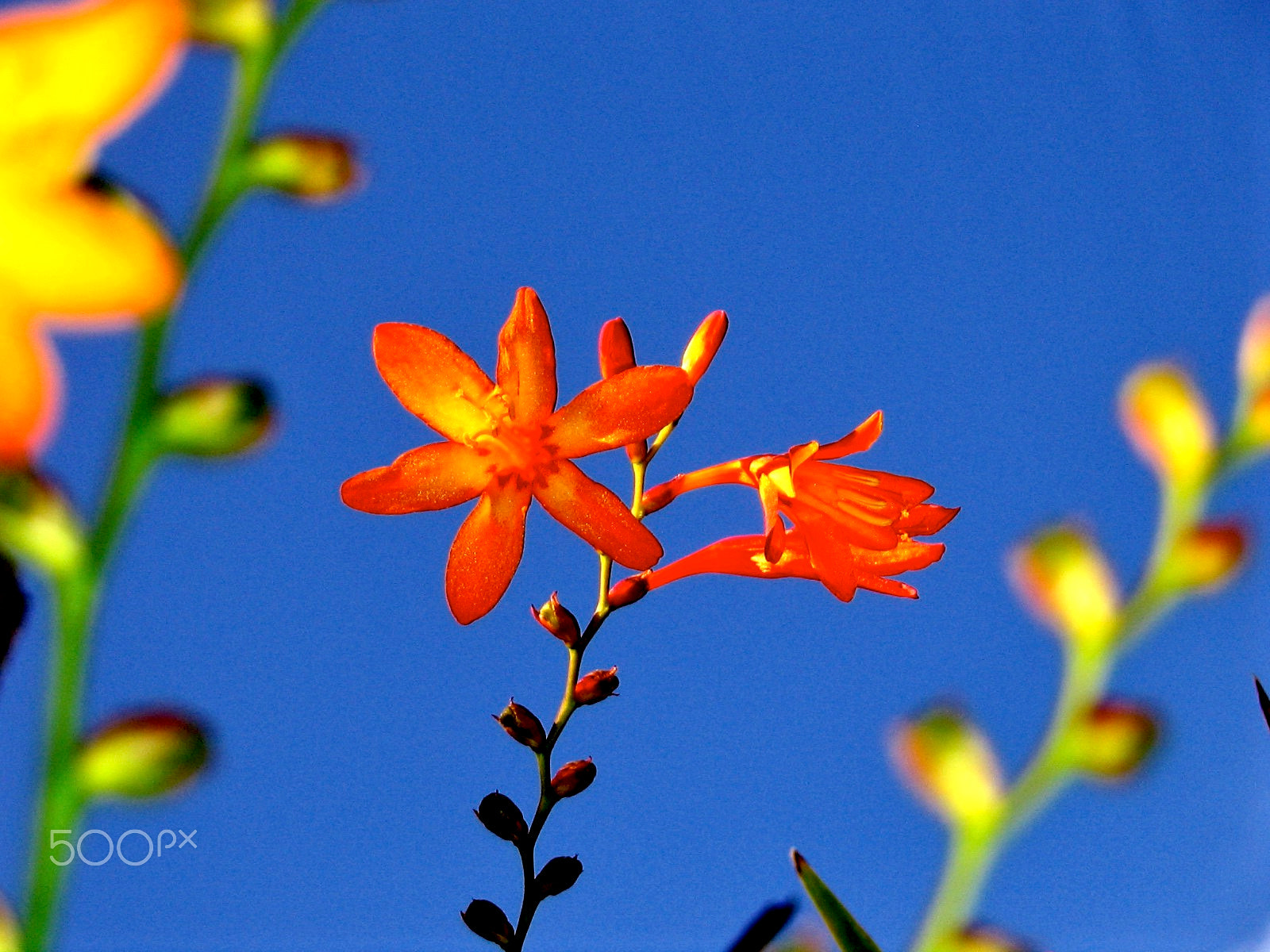 Canon POWERSHOT A75 sample photo. Flash flowers aug 2005 photography