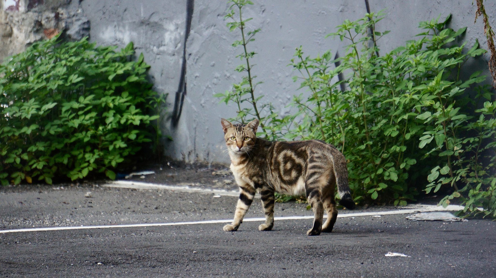 Sony E 55-210mm F4.5-6.3 OSS sample photo. Eyeing photography