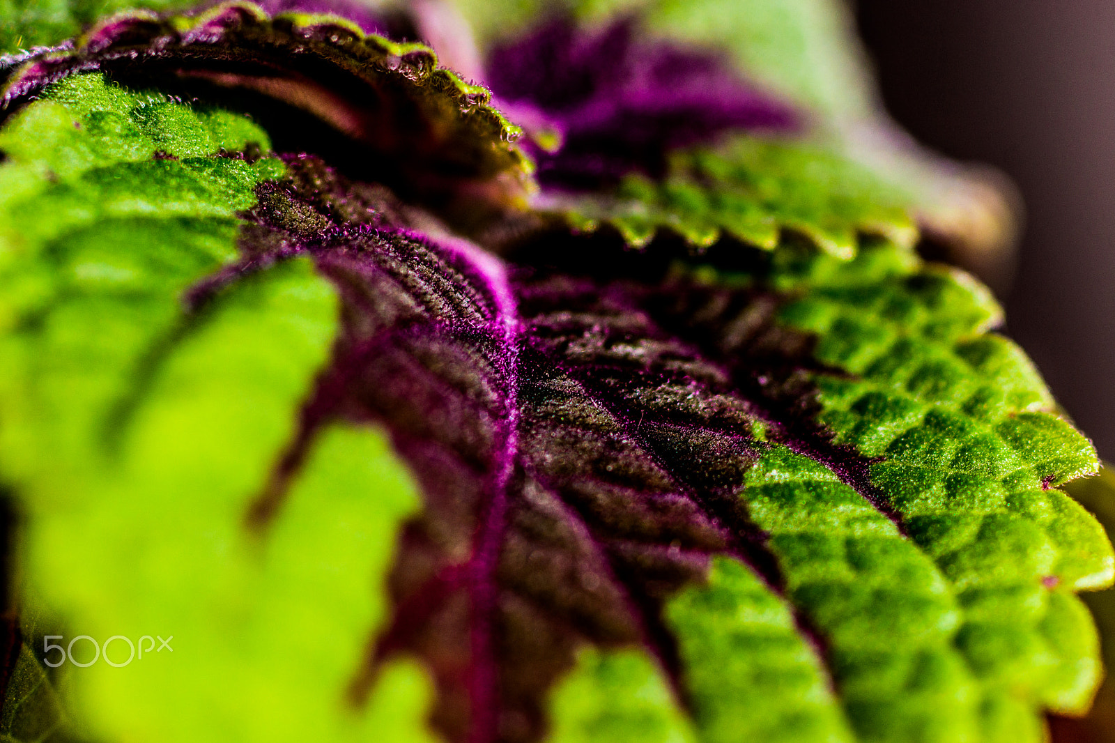 Sony SLT-A65 (SLT-A65V) + Sony 100mm F2.8 Macro sample photo. Leaf in macro photography