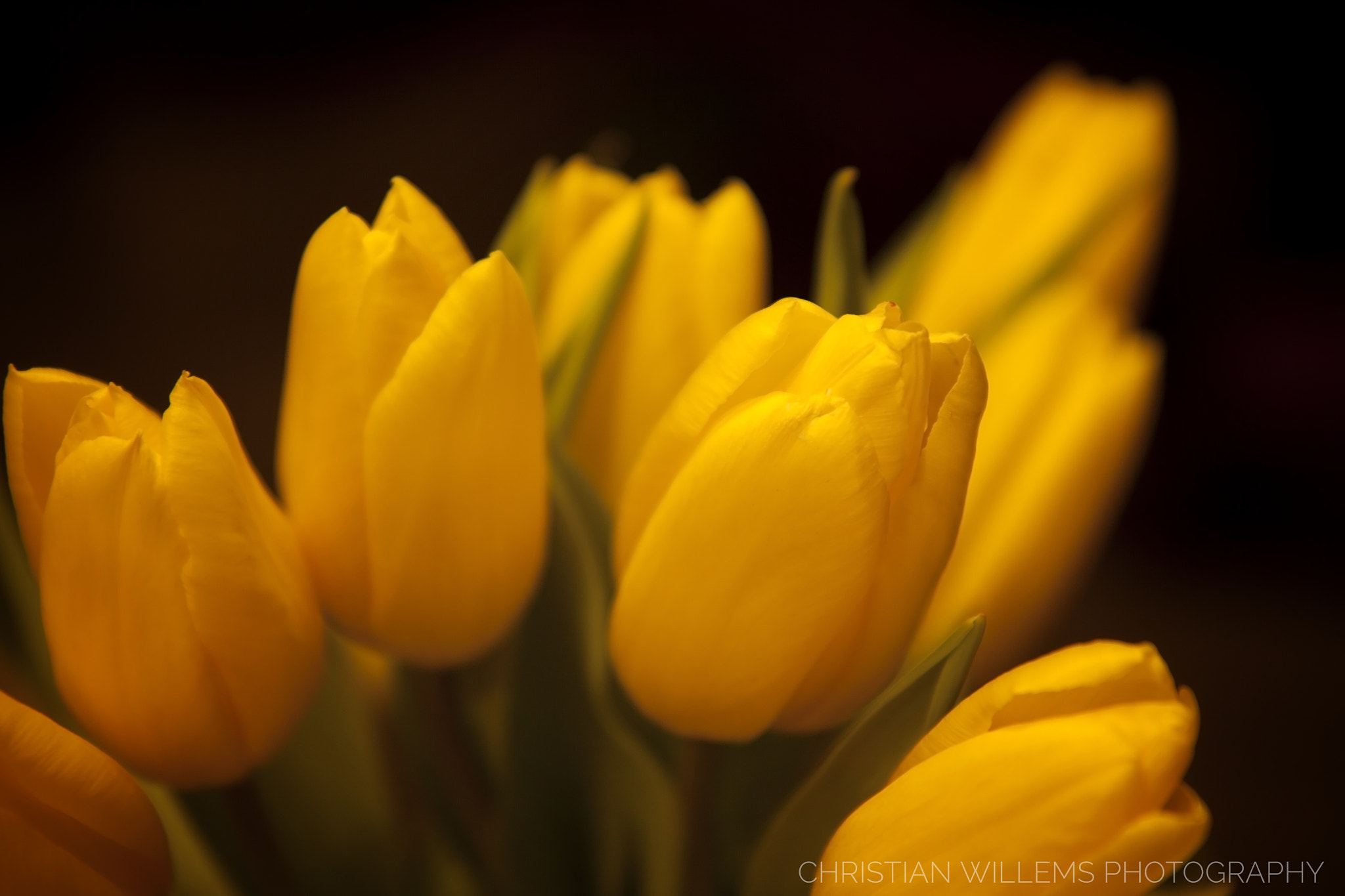 Canon EF-S 17-55mm F2.8 IS USM sample photo. Tulipe photography