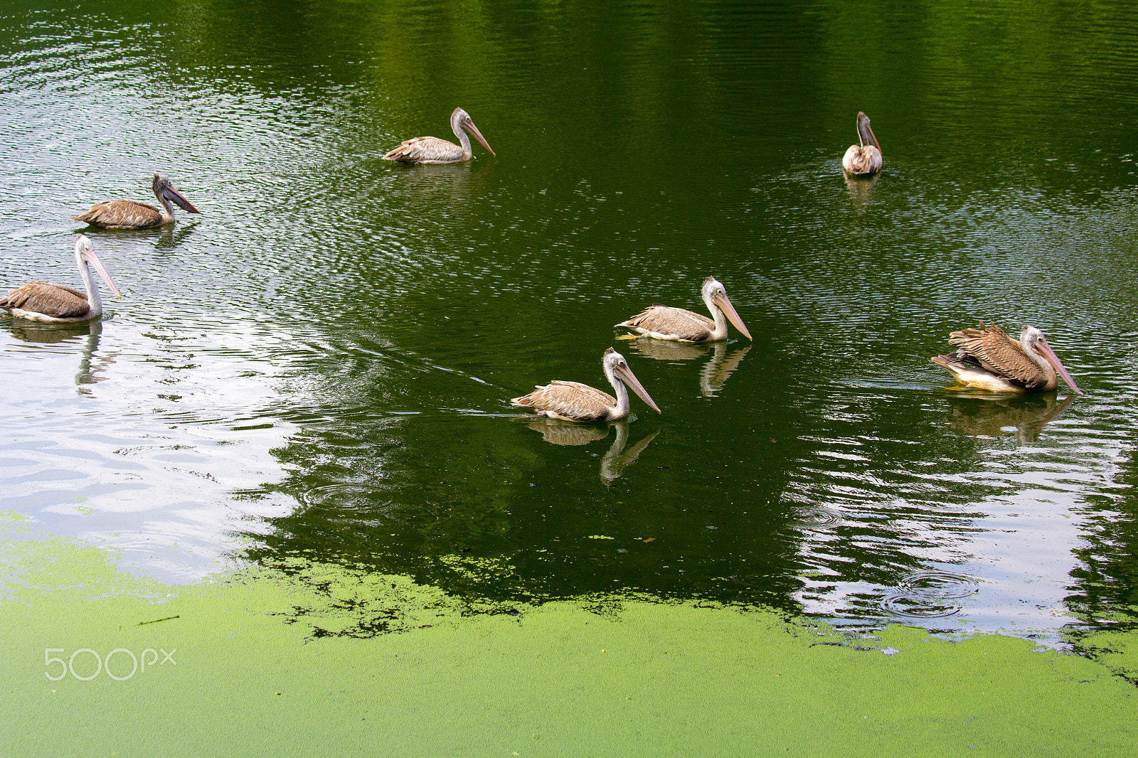 Canon EF 70-300mm F4-5.6 IS USM sample photo. Pelican's line up photography