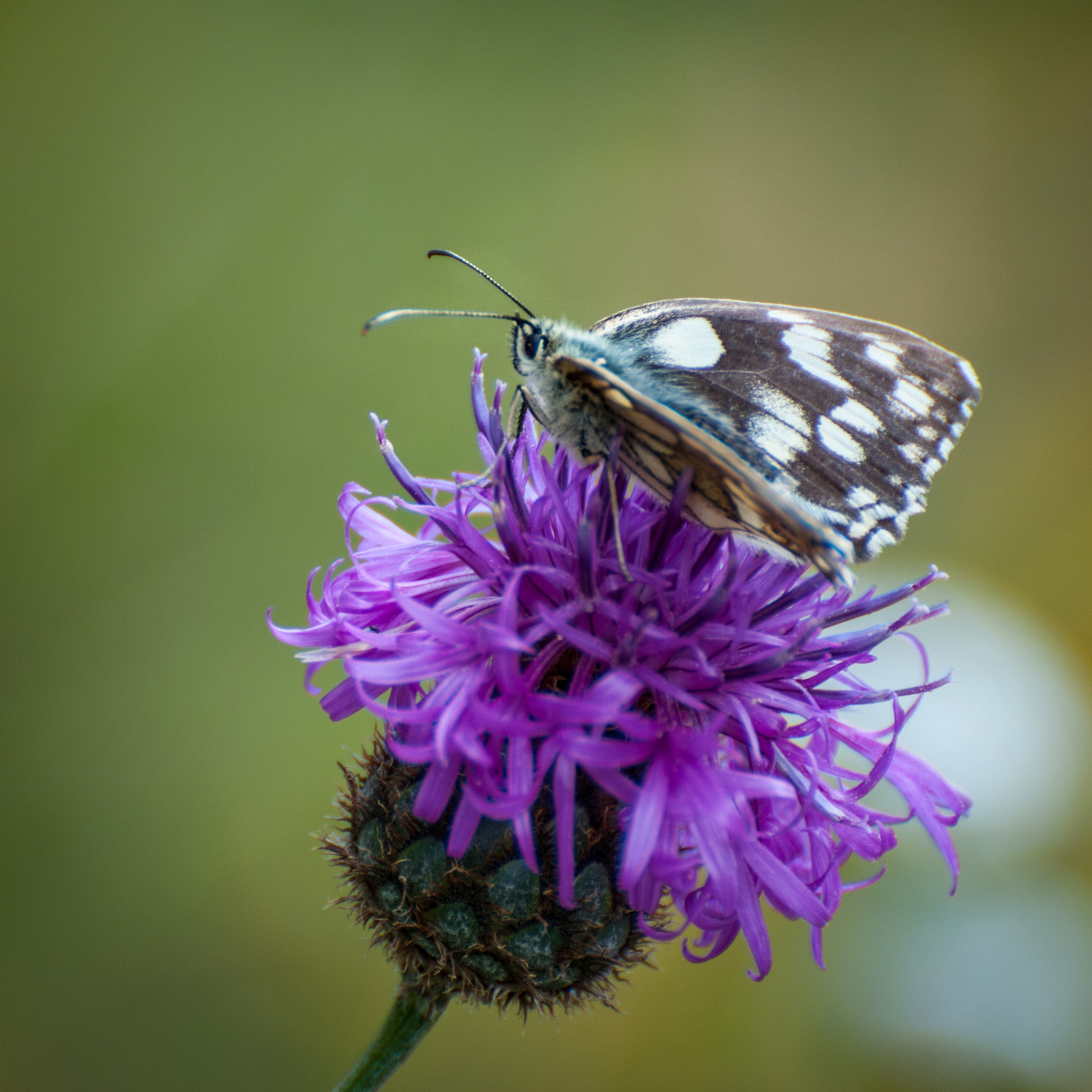 Nikon D90 sample photo. Butterfly on flower in alps (1) photography