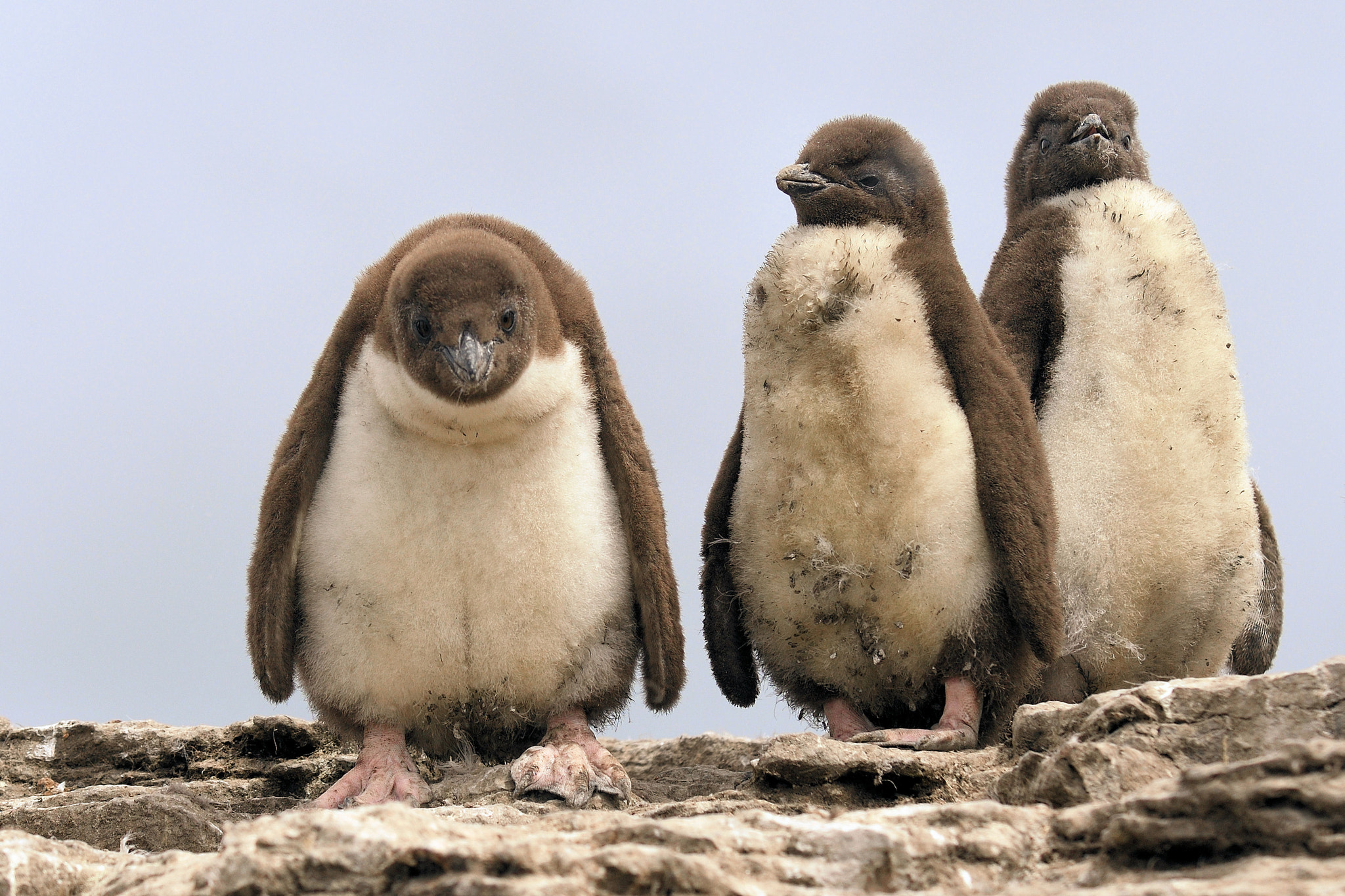 Nikon D500 sample photo. Three chicks photography