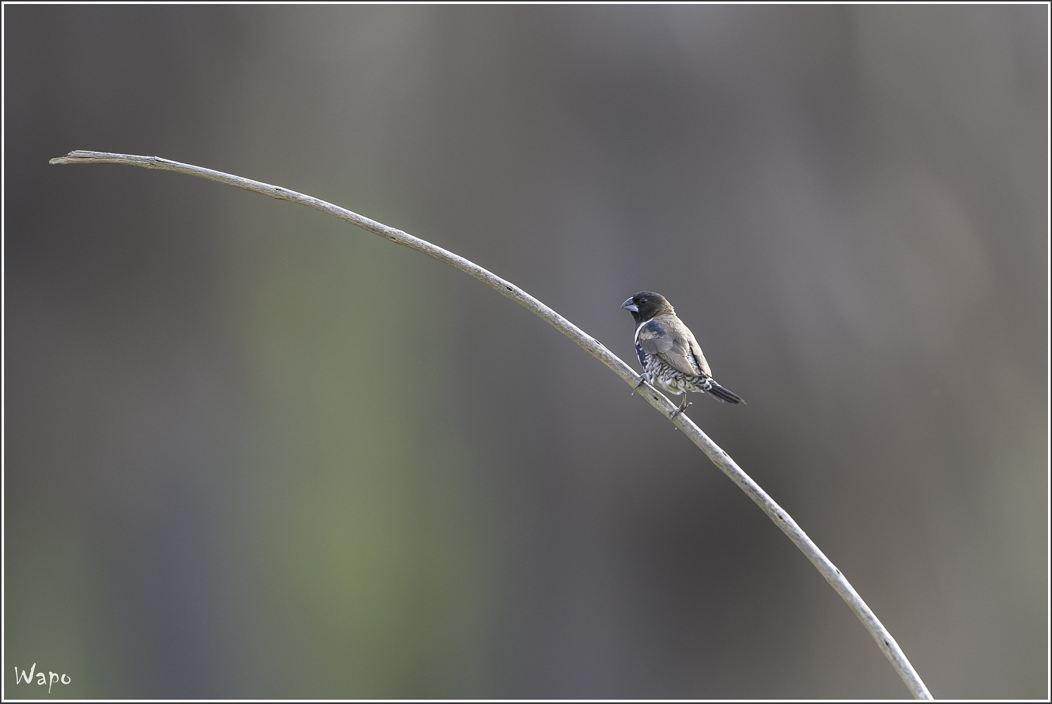 Nikon D500 + Nikon AF-S Nikkor 500mm F4E FL ED VR sample photo. Bronze mannikin photography