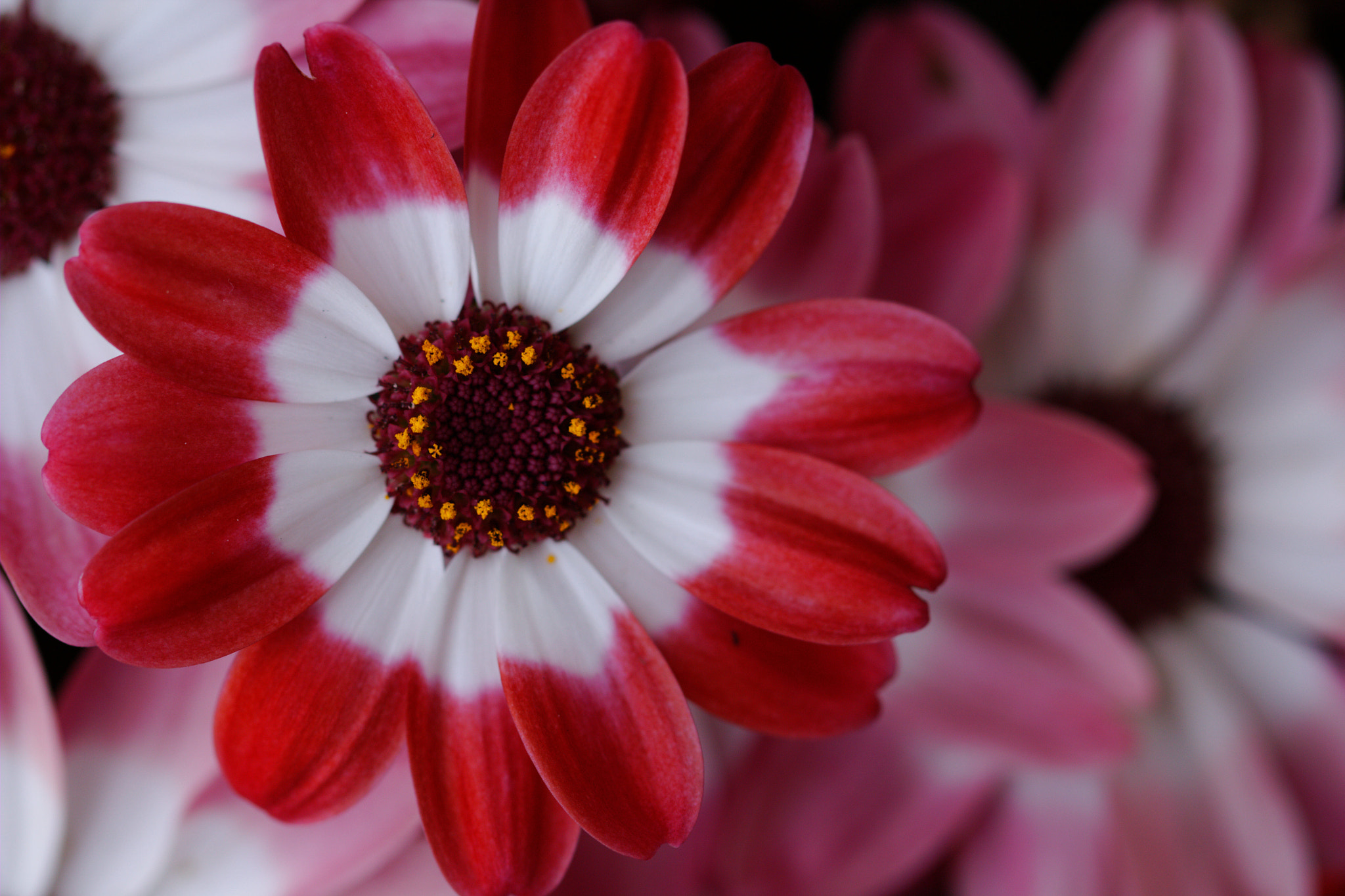 Canon EF 100mm F2.8L Macro IS USM sample photo. Spring-2 photography