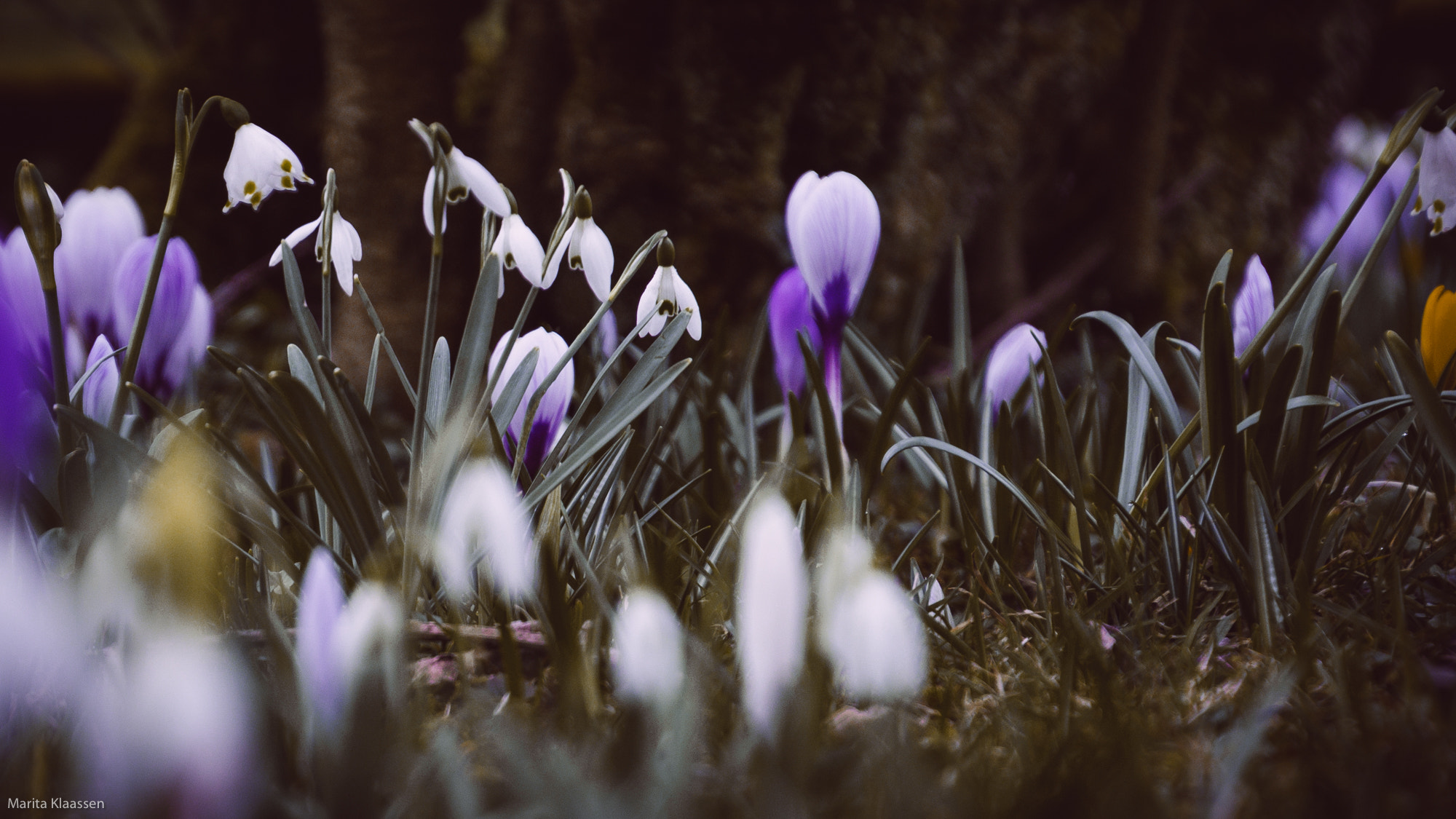 Nikon D7200 sample photo. Flowers photography