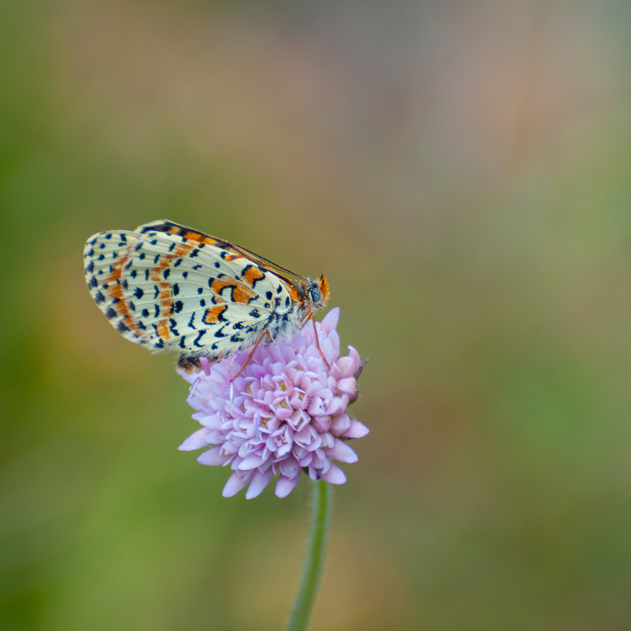 Nikon D90 sample photo. Butterfly on flower in alps (2) photography