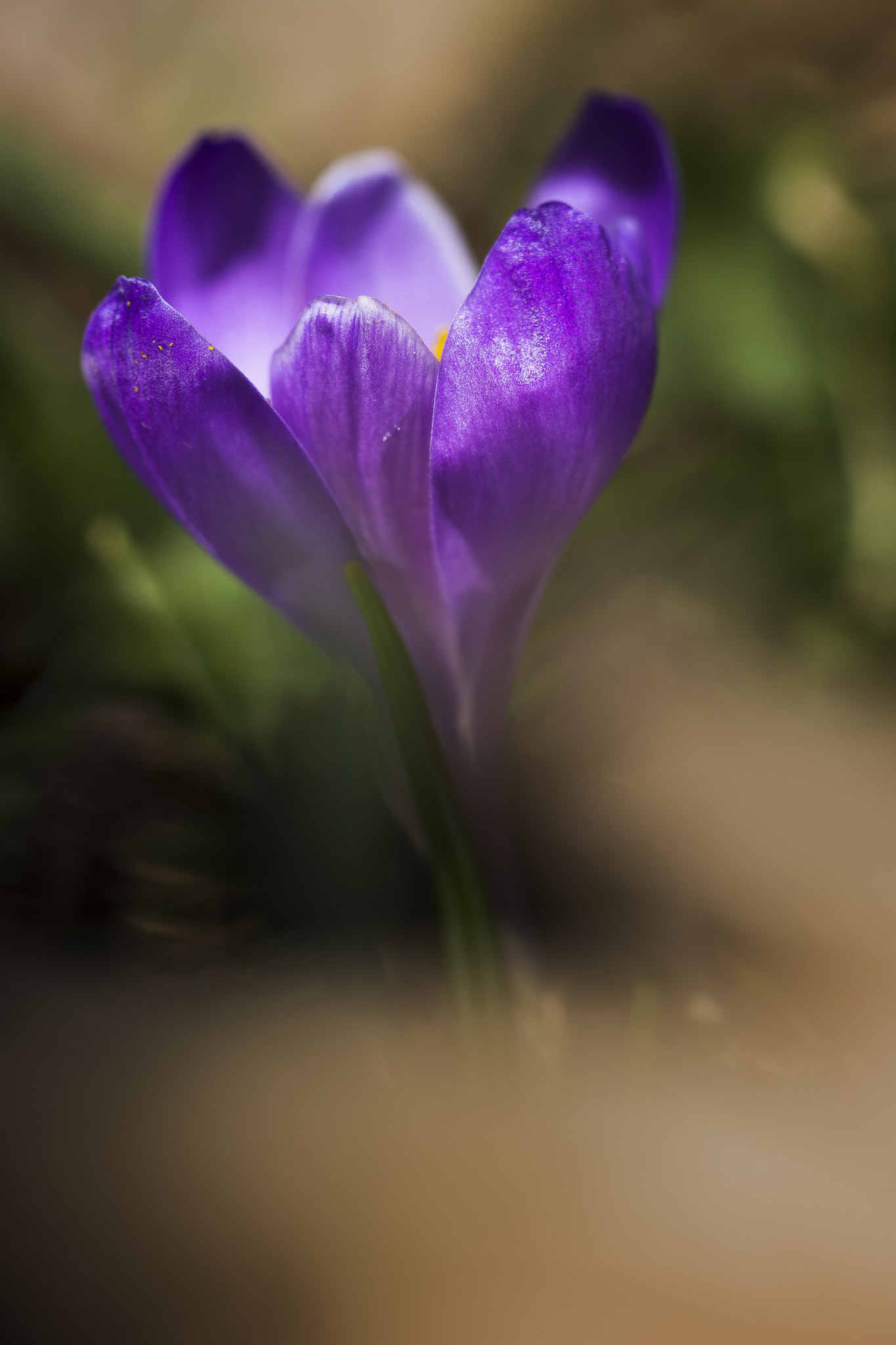 Nikon D7200 sample photo. Crocus photography