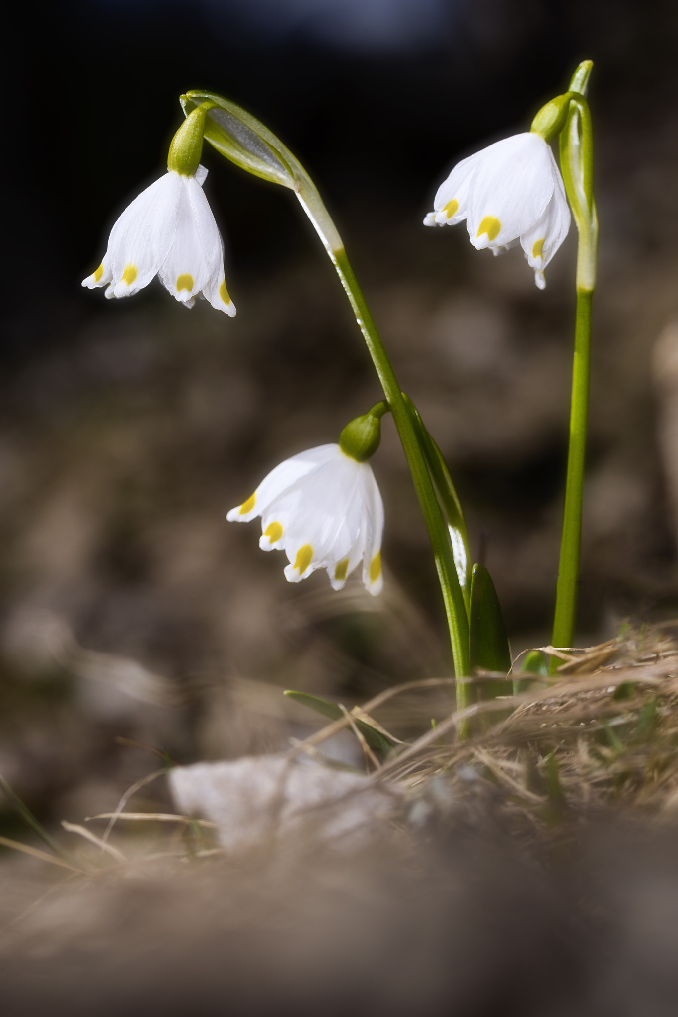 Nikon D7200 sample photo. Campanellino di primavera photography