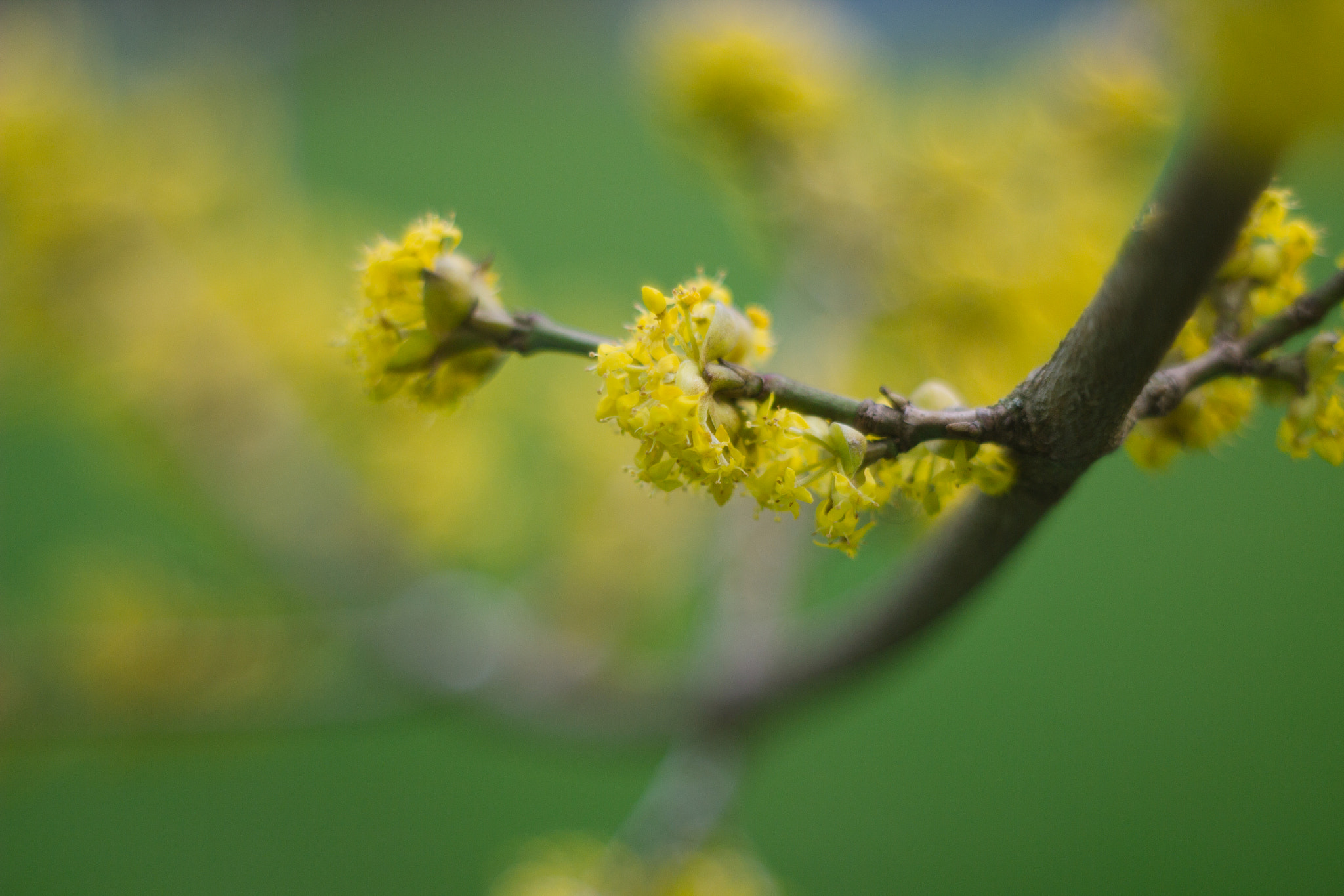 Canon EF 35-80mm f/4-5.6 sample photo. Spring vibes photography