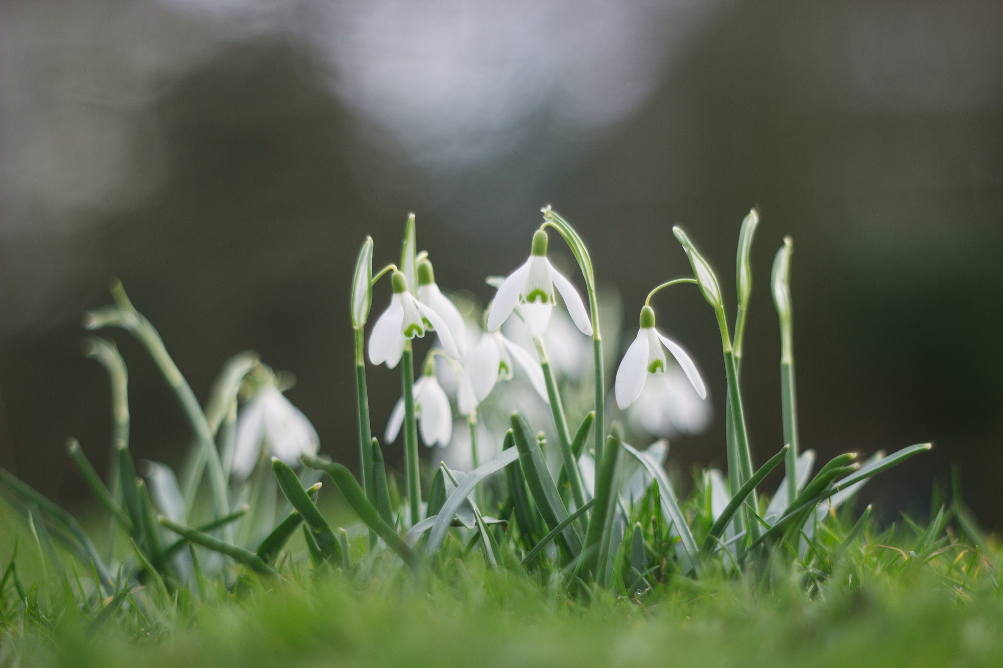 Canon EF 35-80mm f/4-5.6 sample photo. Spring vibes photography