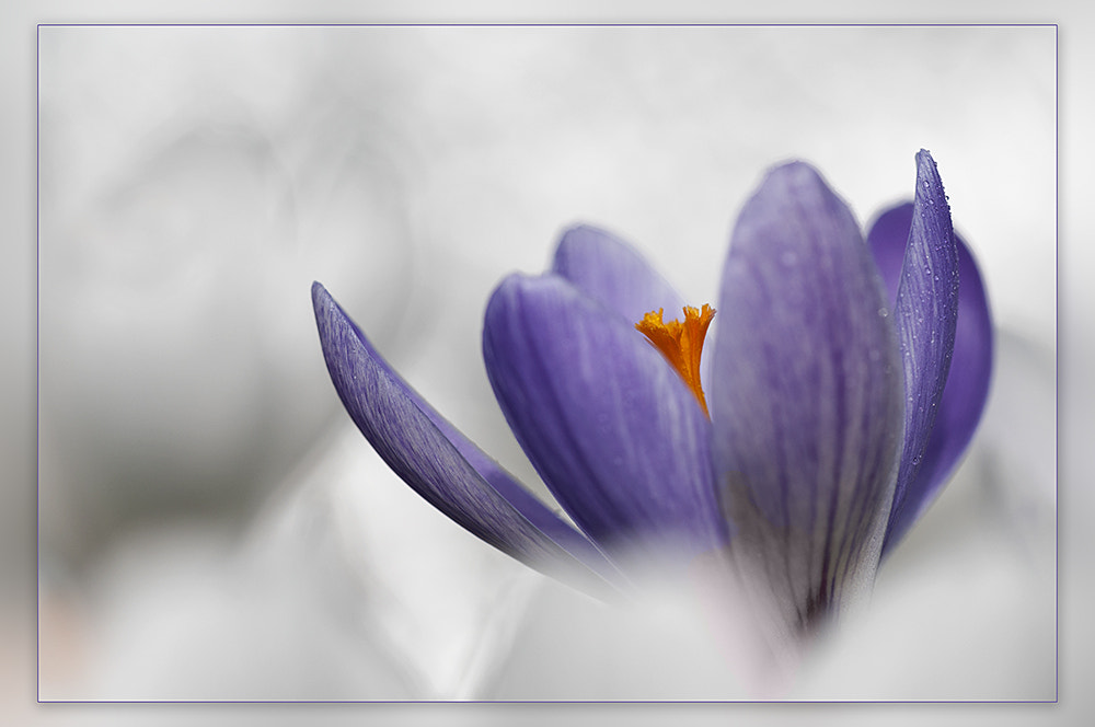 Nikon D300 + Sigma 150mm F2.8 EX DG OS Macro HSM sample photo. Crocus photography