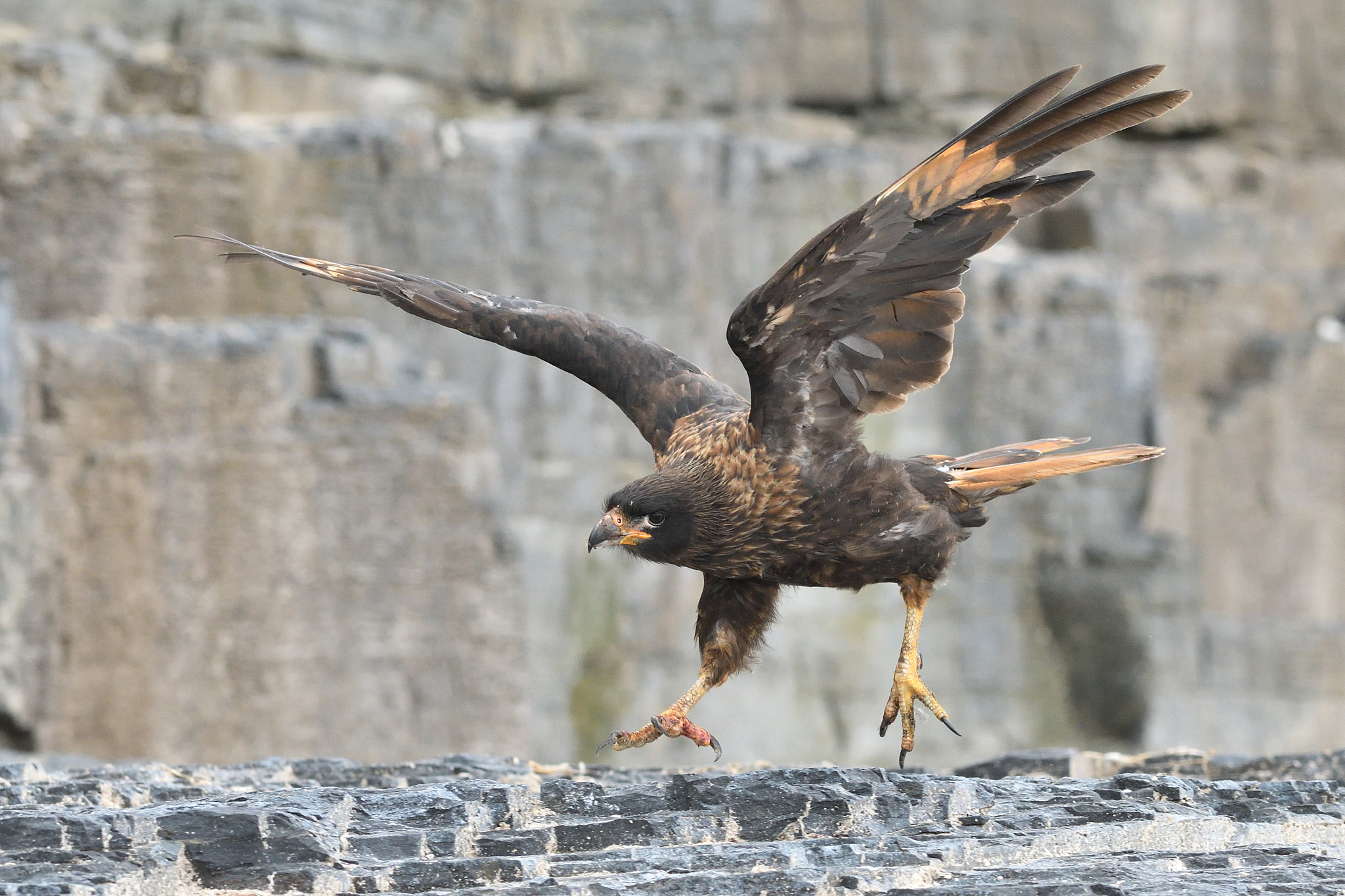 Nikon AF-S Nikkor 300mm F2.8G ED VR II sample photo. Landing caracara photography