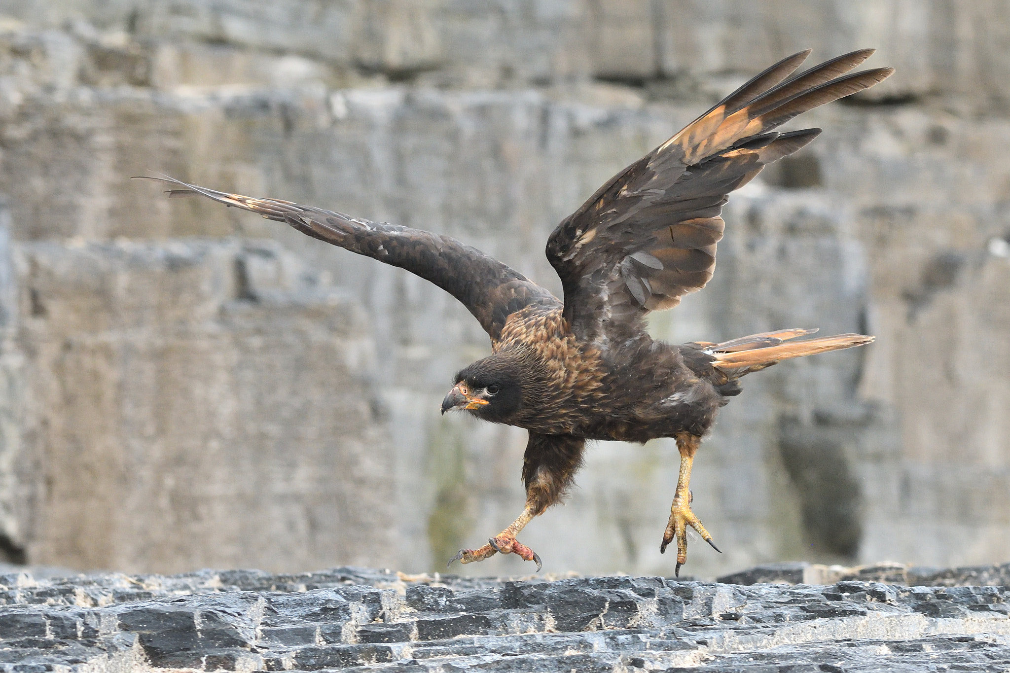 Nikon D500 + Nikon AF-S Nikkor 300mm F2.8G ED VR II sample photo. Landing caracara photography