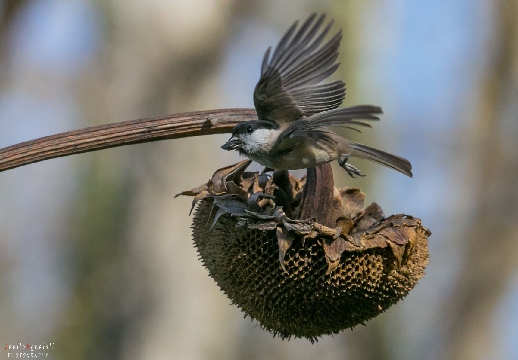 Tamron SP 150-600mm F5-6.3 Di VC USD sample photo. La cinciabigia all'ora del pranzo photography
