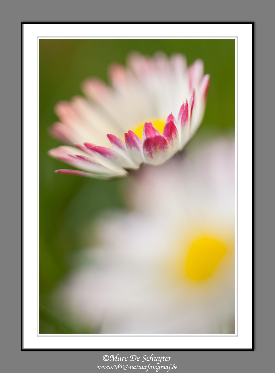Canon TS-E 90mm F2.8 Tilt-Shift sample photo. Daisy photography