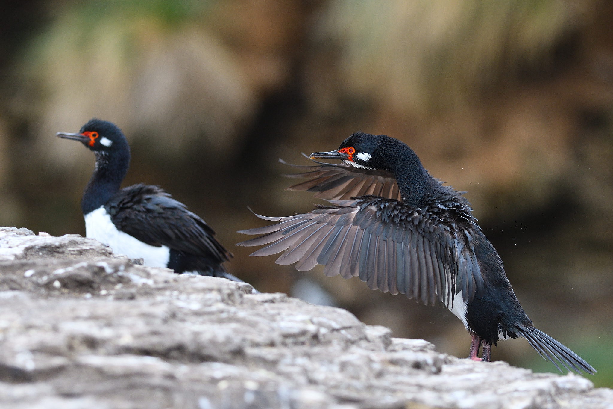 Nikon AF-S Nikkor 300mm F2.8G ED VR II sample photo. Rock shags photography
