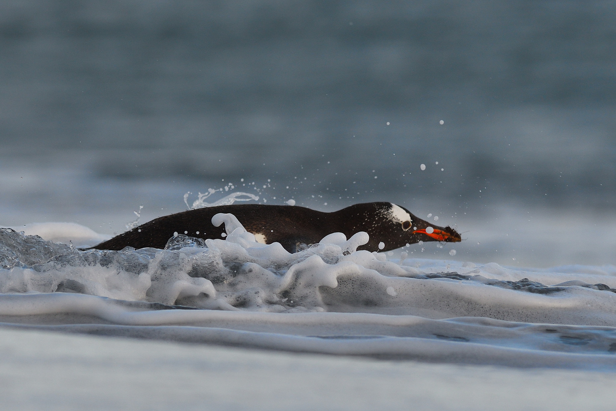 Nikon AF-S Nikkor 300mm F2.8G ED VR II sample photo. Swimming photography