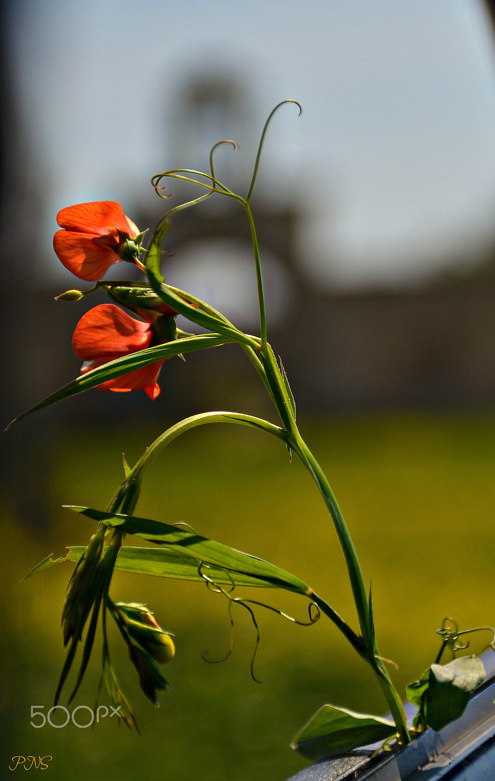 Sigma 18-200mm F3.5-6.3 II DC OS HSM sample photo. Beauty photography