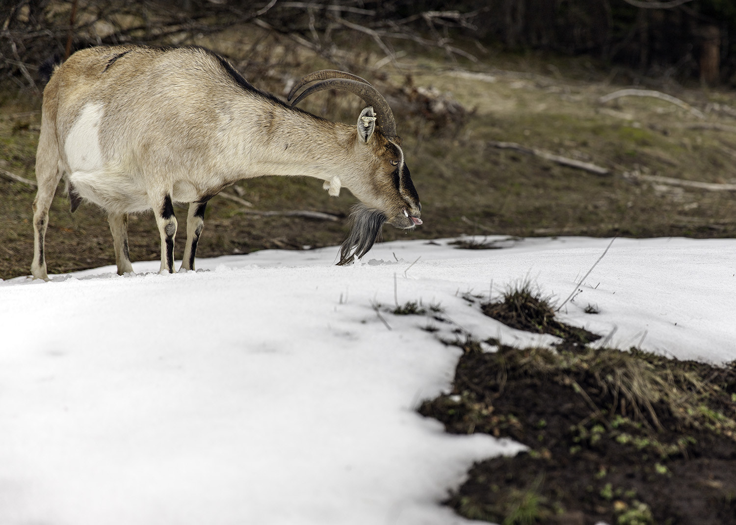 Canon EOS-1Ds Mark III + Canon EF 24-70mm F2.8L II USM sample photo. Goat eating snow photography