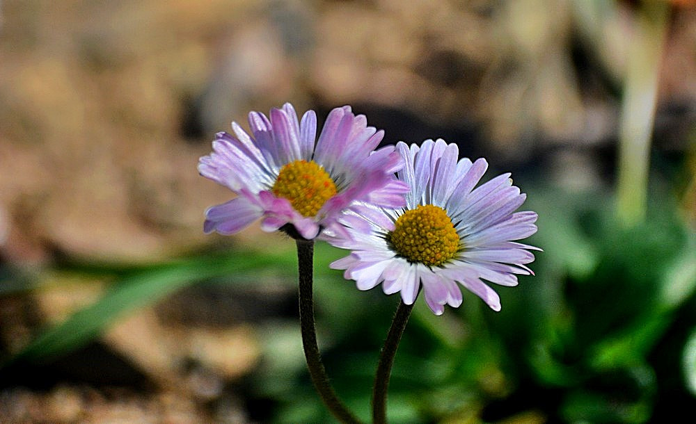Sigma 70-300mm F4-5.6 APO Macro Super II sample photo. Les fleurs des champs photography