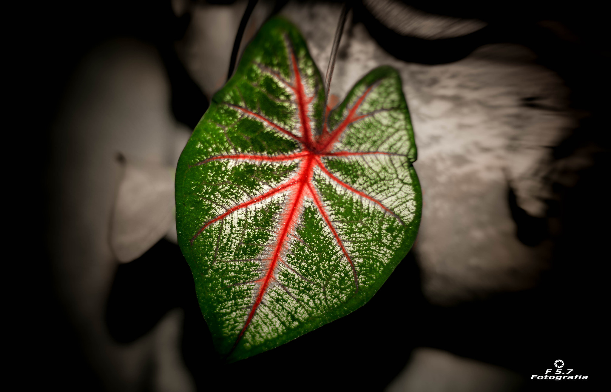 Canon EOS 7D + Canon EF 50mm F1.8 STM sample photo. Dibujos photography