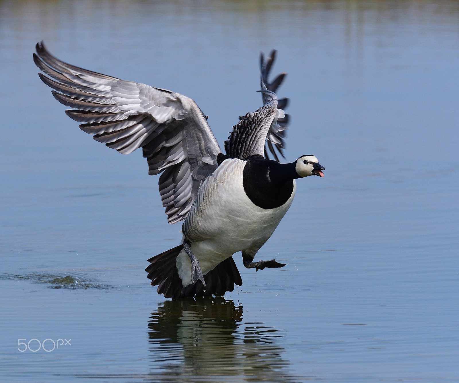 Nikon D500 + Sigma 150-600mm F5-6.3 DG OS HSM | S sample photo. Faccia bianca photography