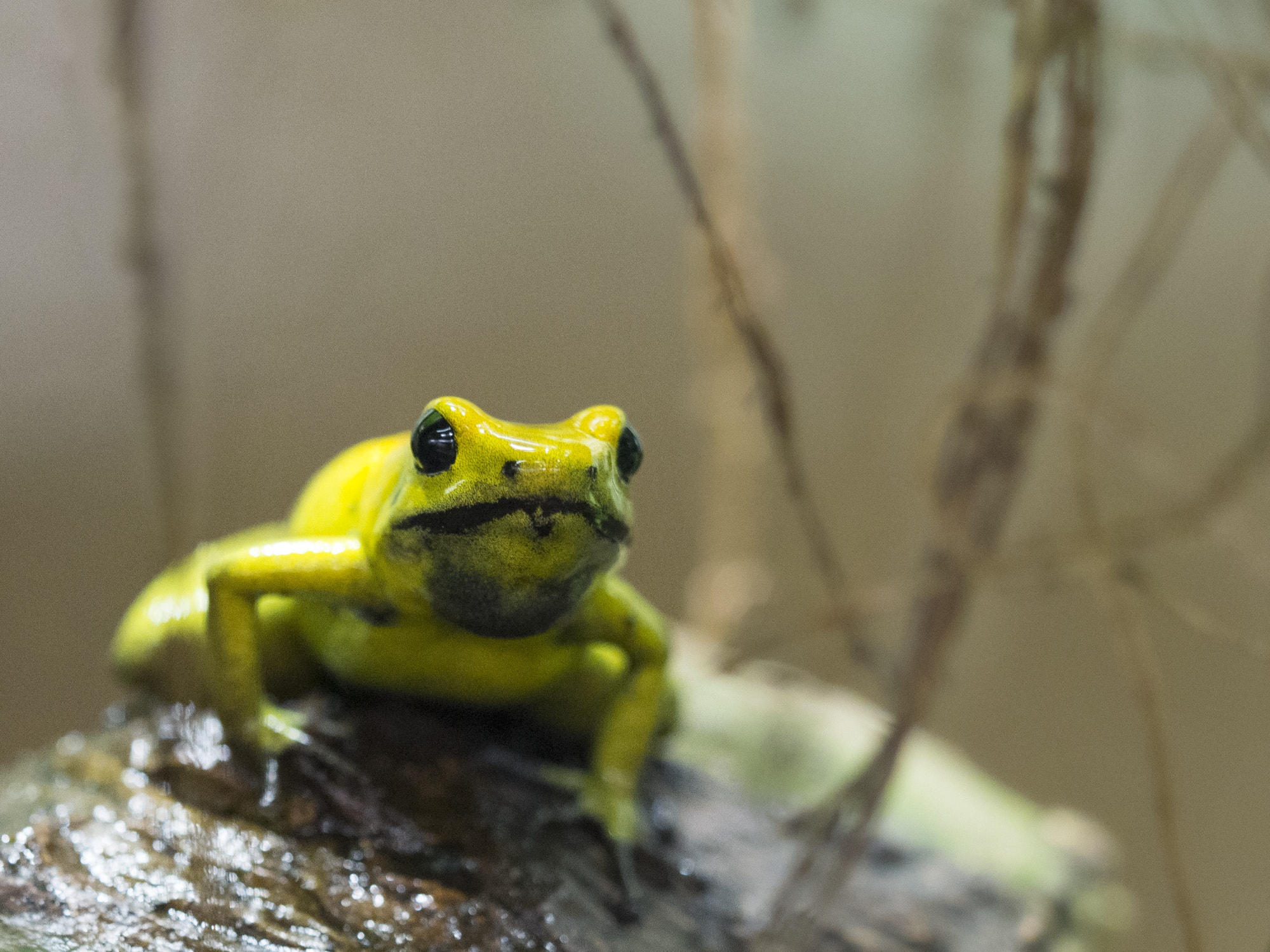 Olympus OM-D E-M1 Mark II + Olympus M.Zuiko Digital ED 40-150mm F2.8 Pro sample photo. Yellow frog photography