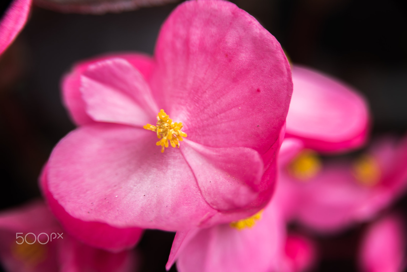 Nikon D750 sample photo. Beautiful anthers photography