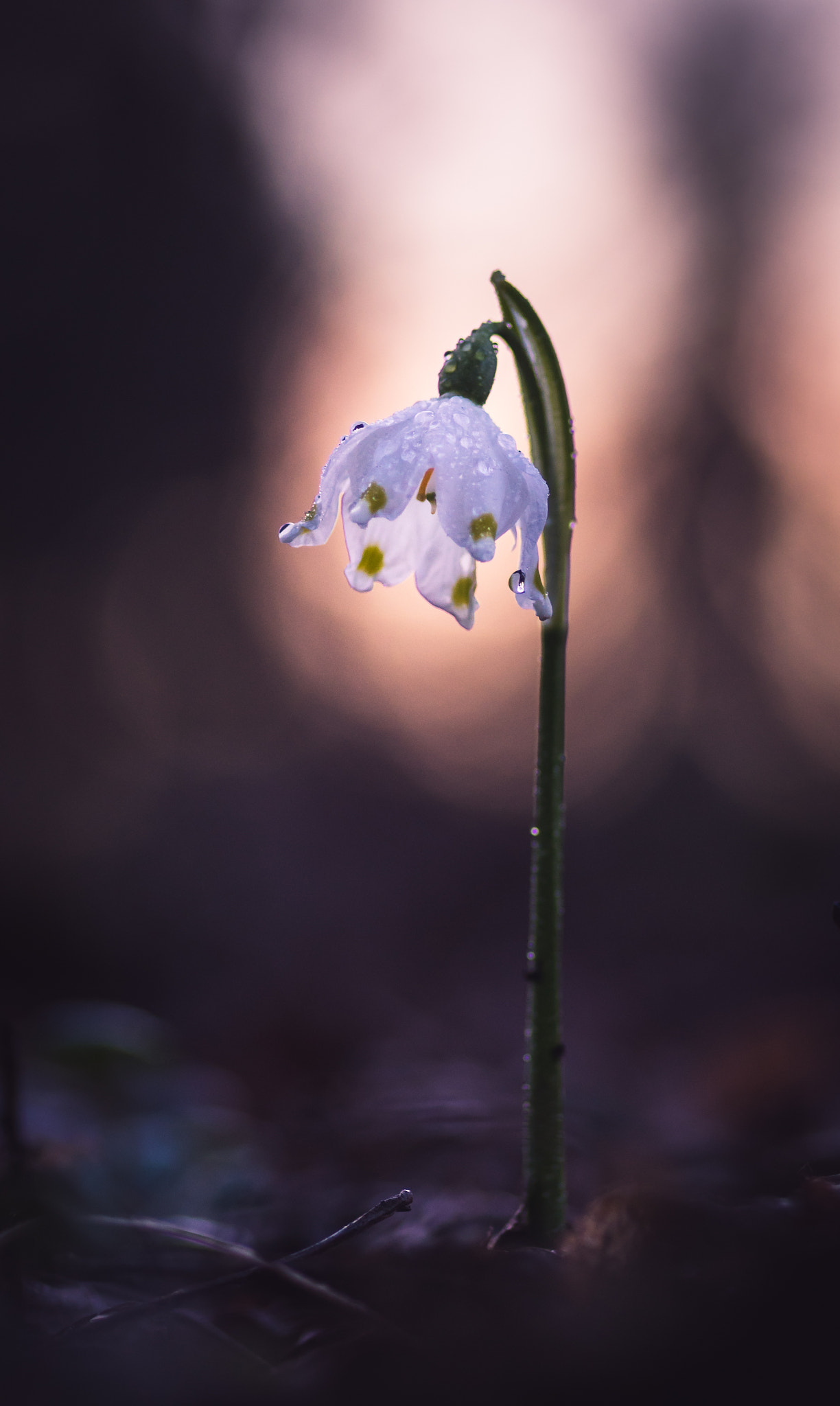 Sony a7R + Sony DT 50mm F1.8 SAM sample photo. Harbinger of spring  photography