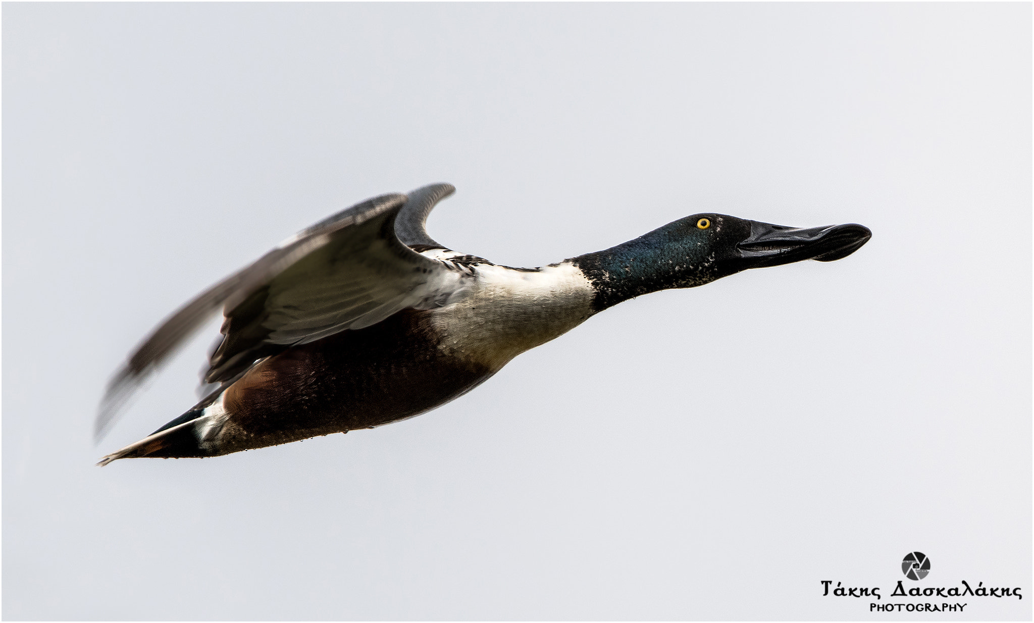 Sigma 150-600mm F5-6.3 DG OS HSM | S sample photo. Dsc photography