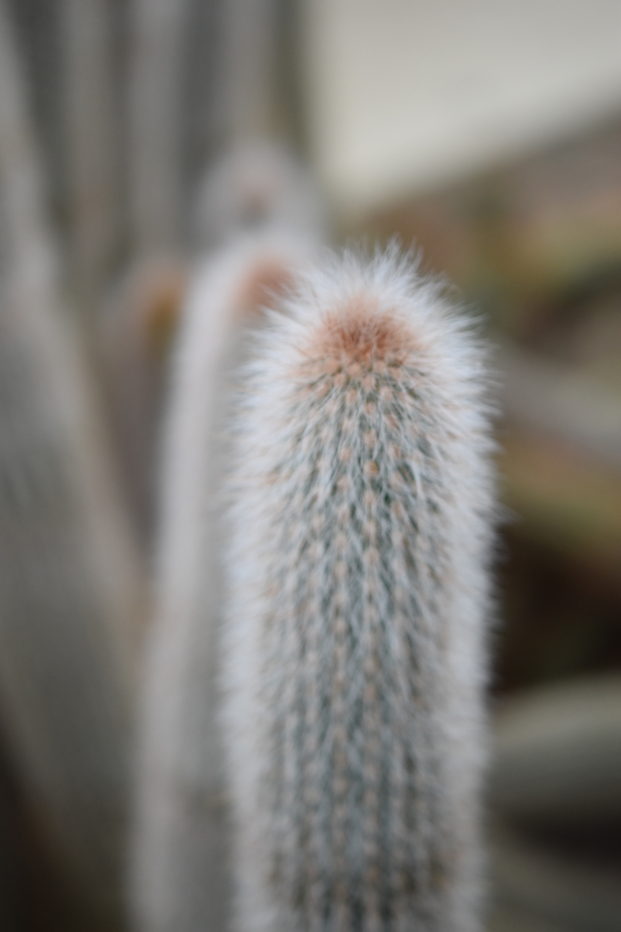 Nikon AF-S Micro-Nikkor 60mm F2.8G ED sample photo. Cactus photography