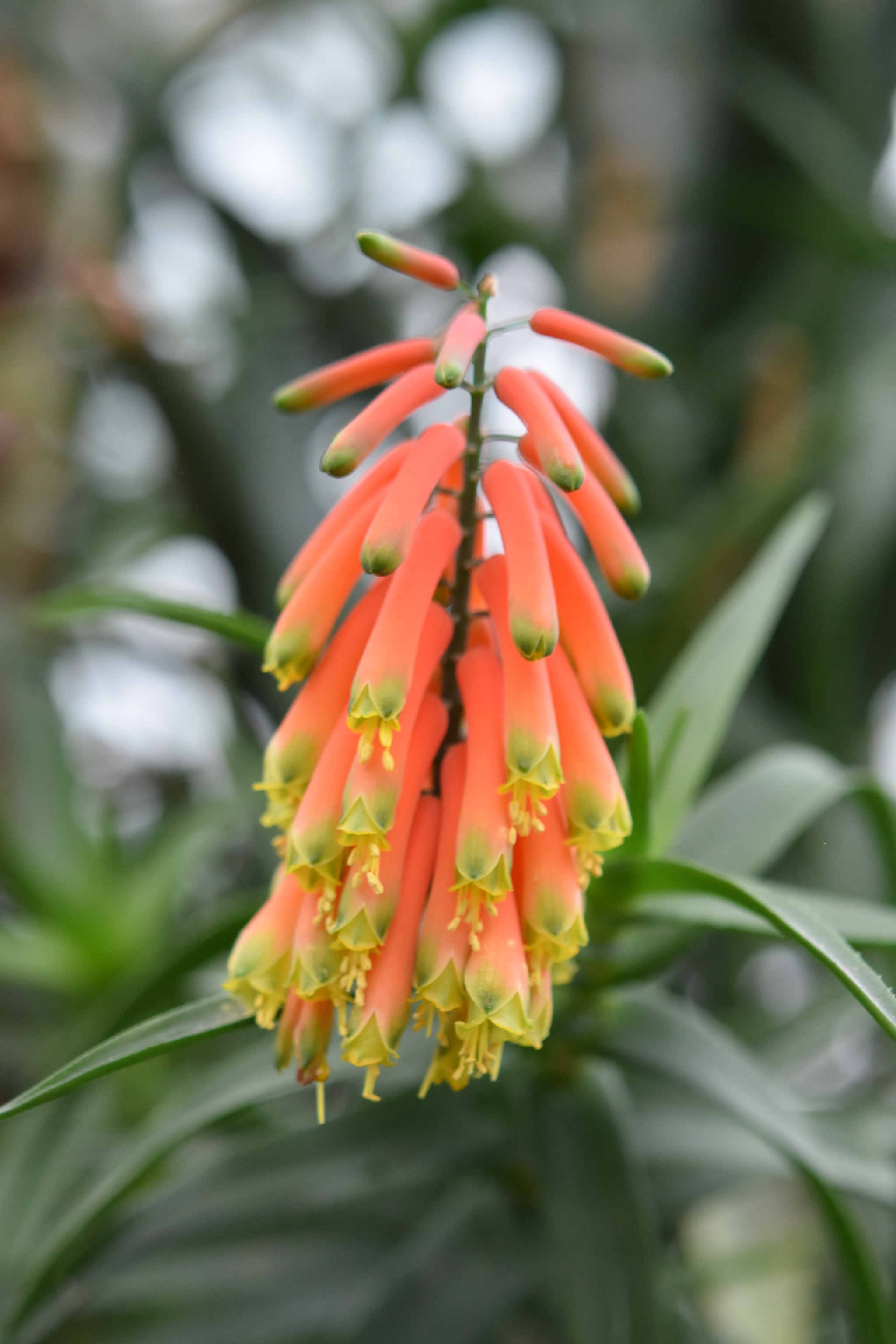 Nikon AF-S Micro-Nikkor 60mm F2.8G ED sample photo. Aloe bloom photography