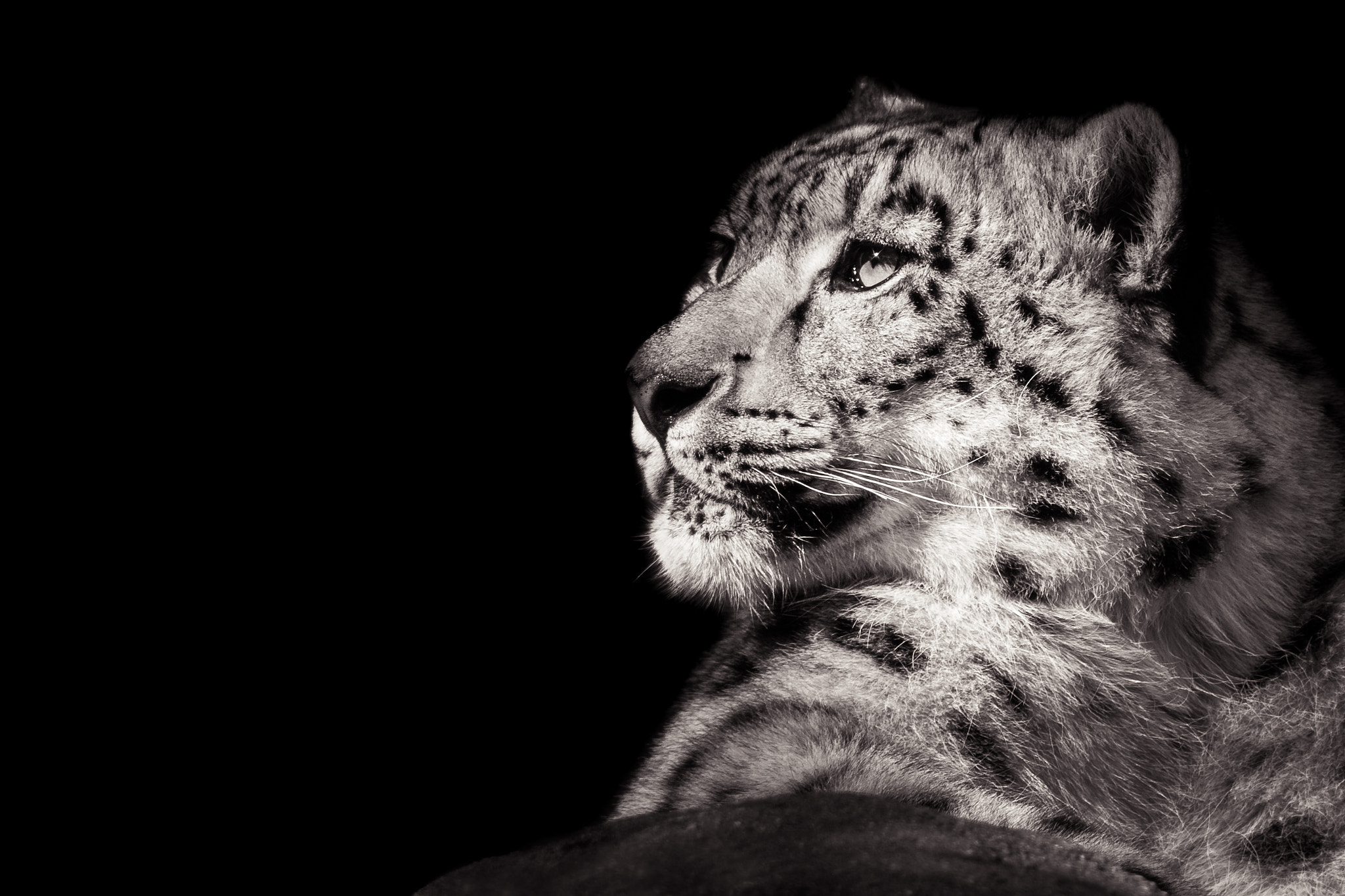 Nikon D810 sample photo. Snow leopard xi b&w photography