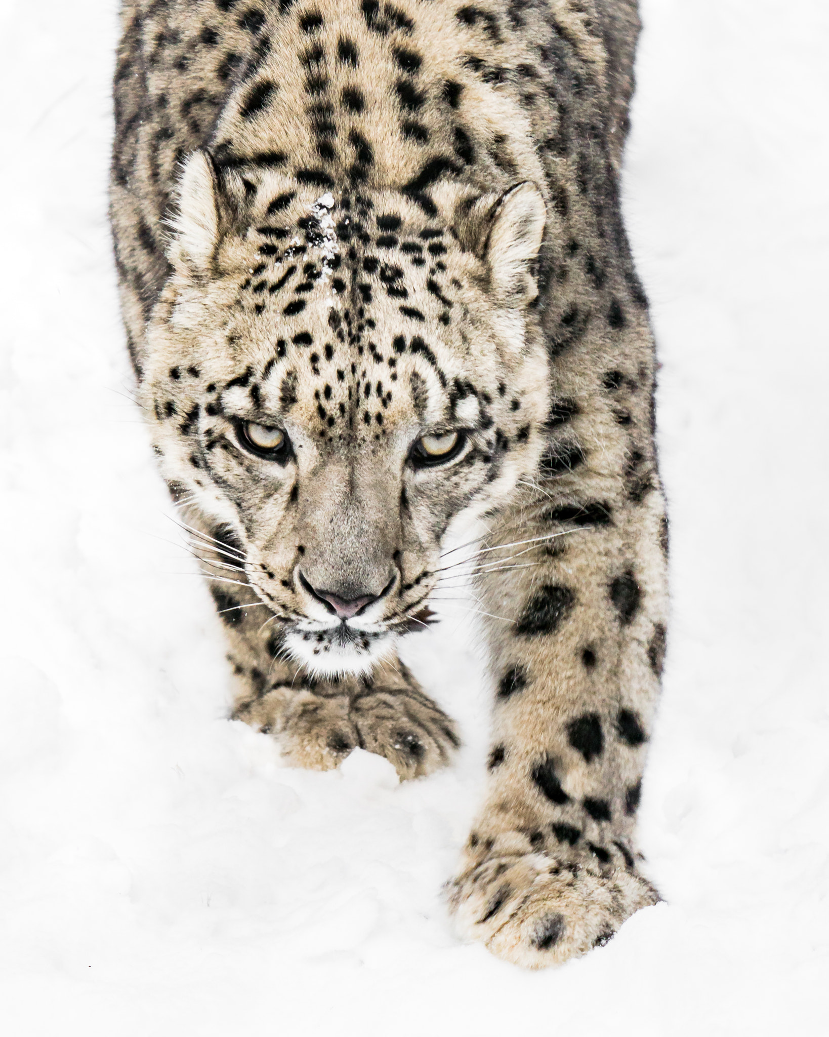 Sony a6500 sample photo. Snow leopard on the prowl x photography