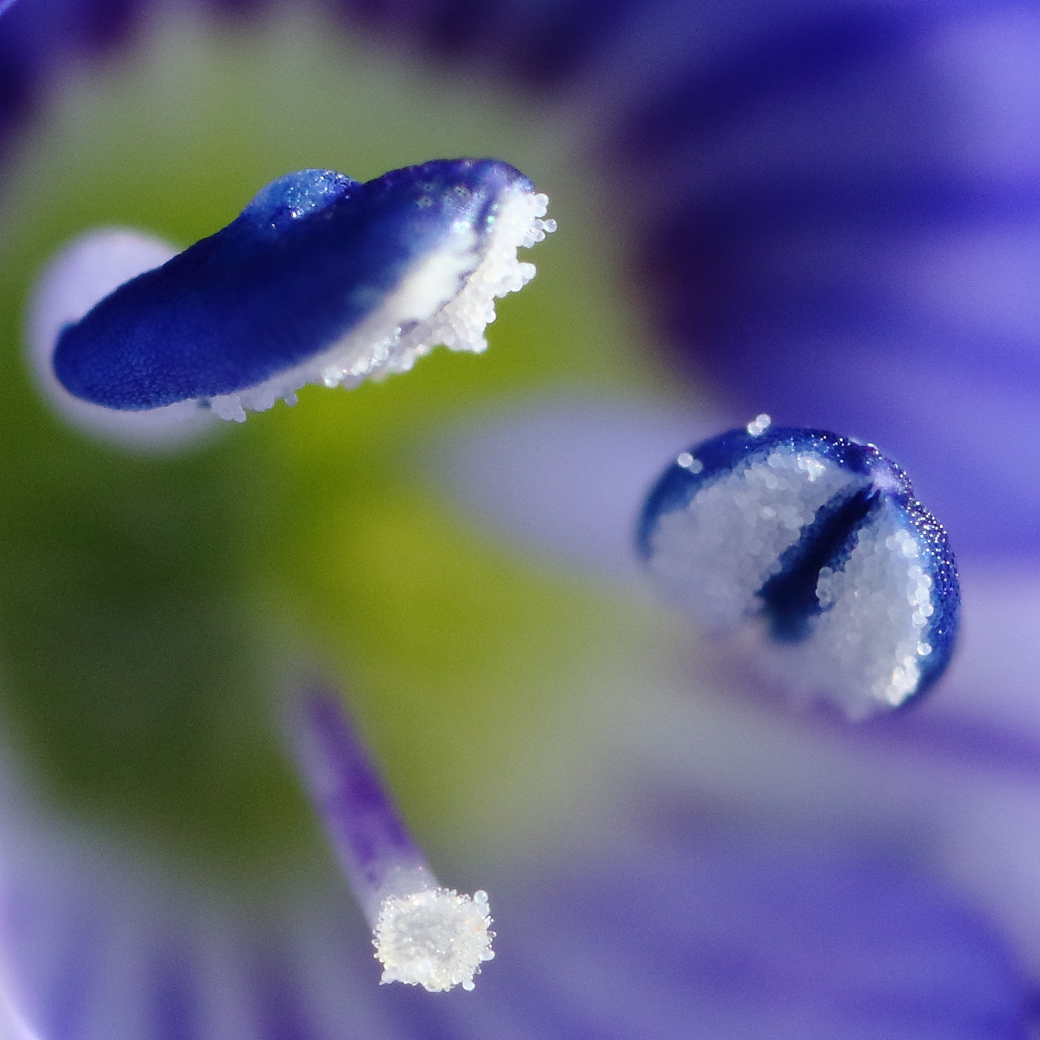 Canon MP-E 65mm F2.5 1-5x Macro Photo sample photo. Joaillerie pistillesque photography