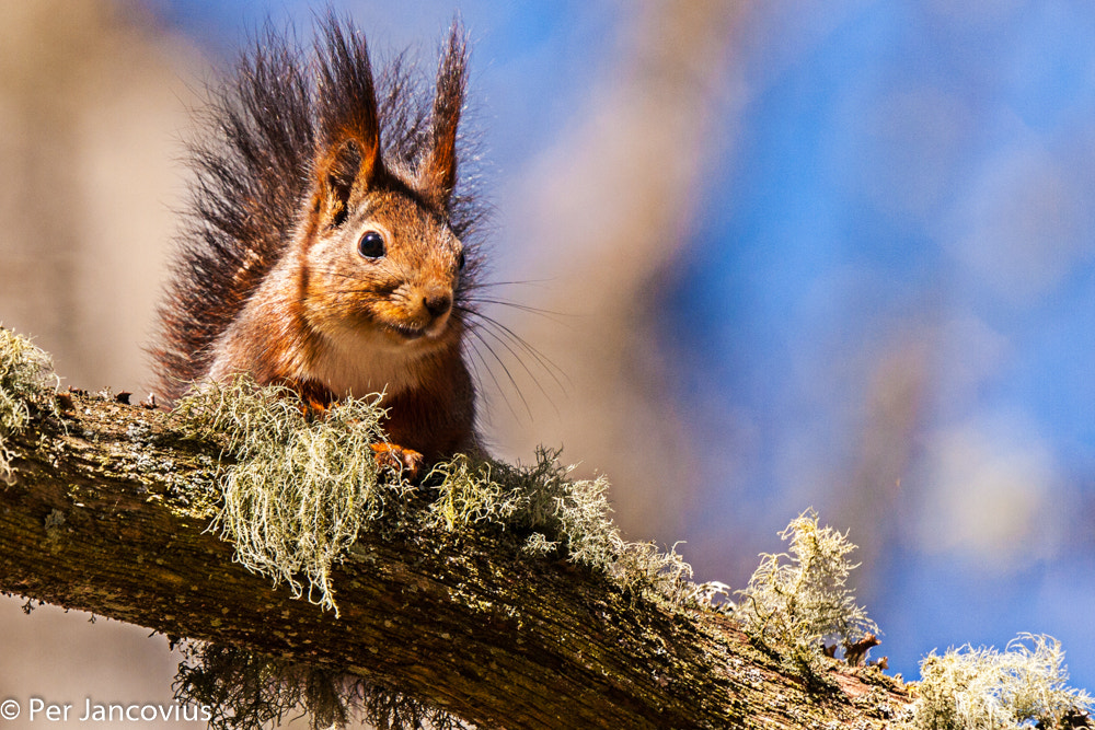 Canon EOS 40D + Tamron SP 150-600mm F5-6.3 Di VC USD sample photo. Red squirrel photography