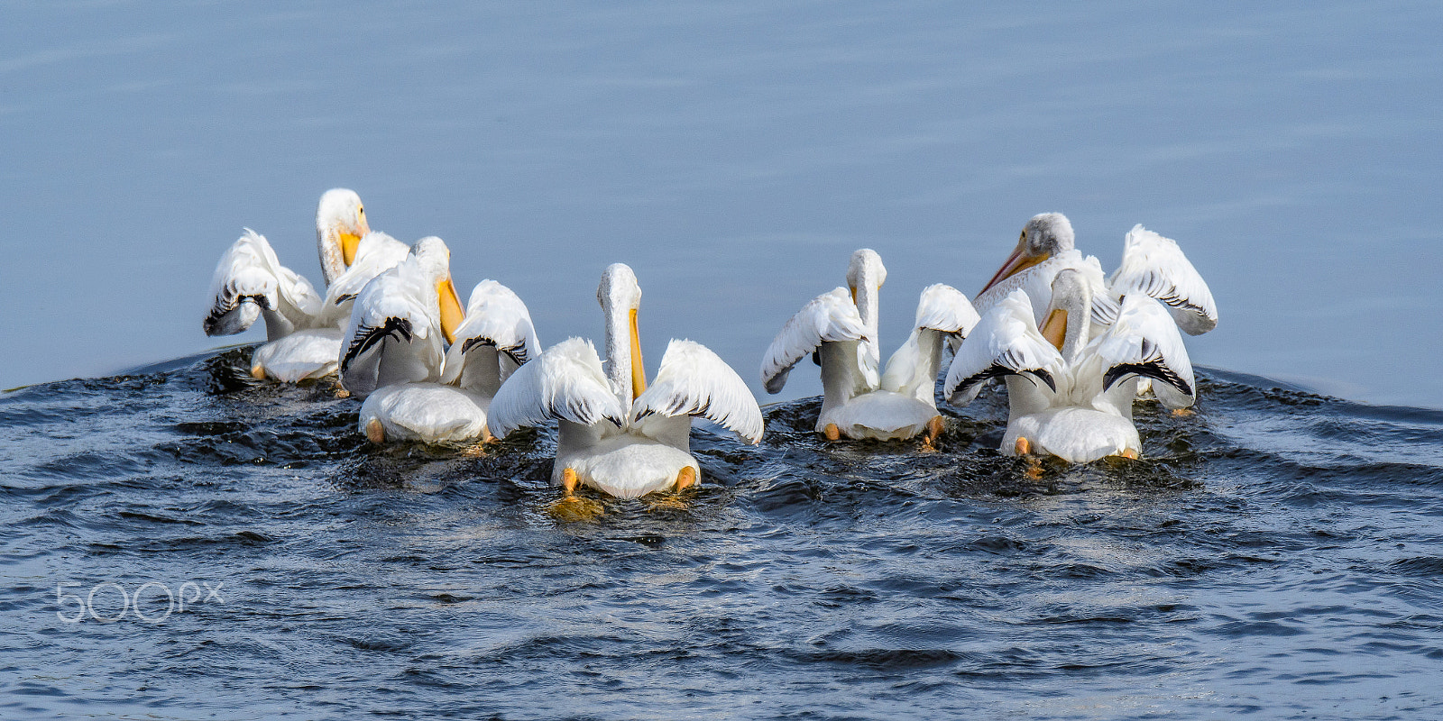 Nikon D500 sample photo. In sync photography